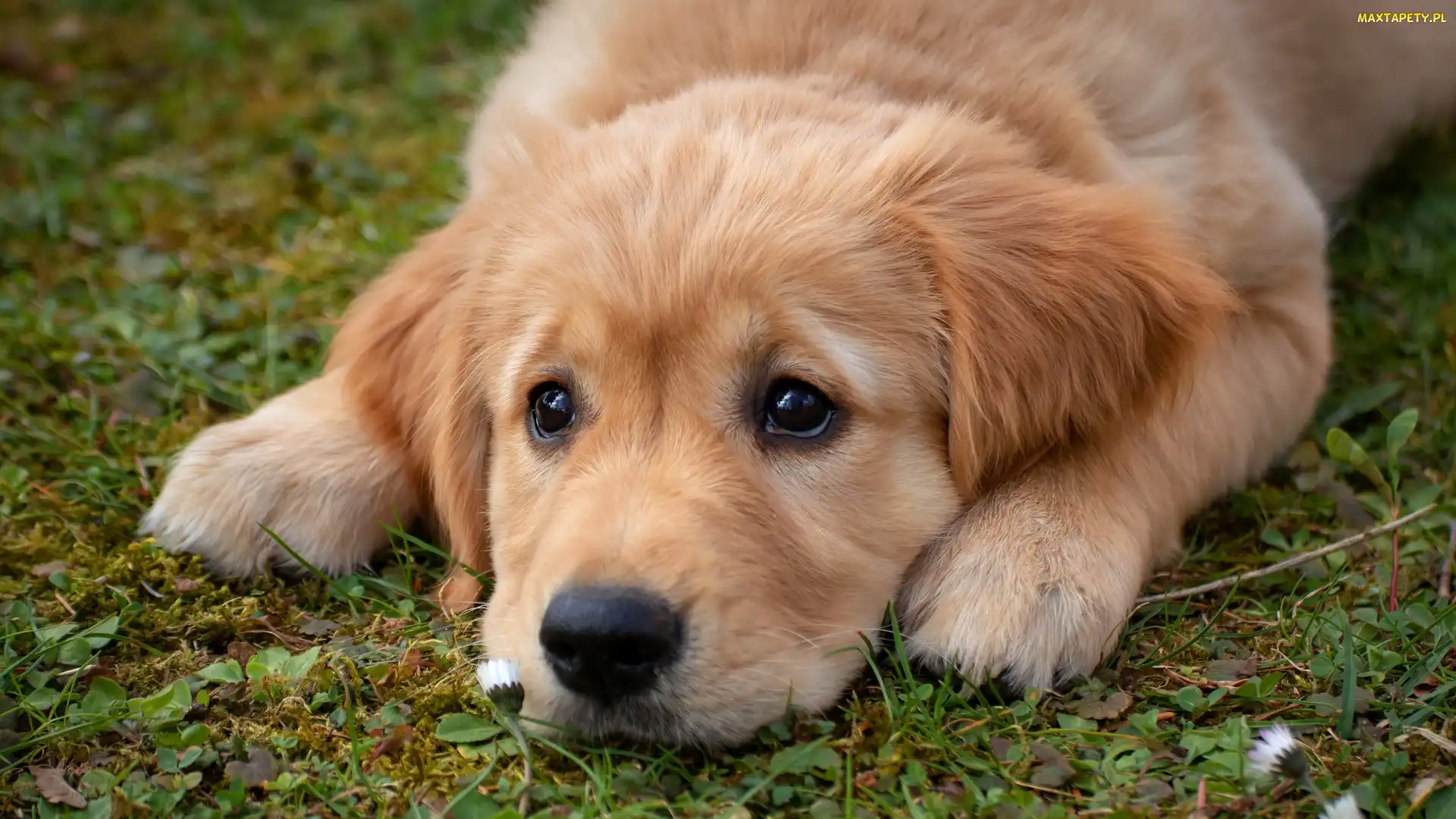 Trawa, Szczeniak, Pies, Golden retriever
