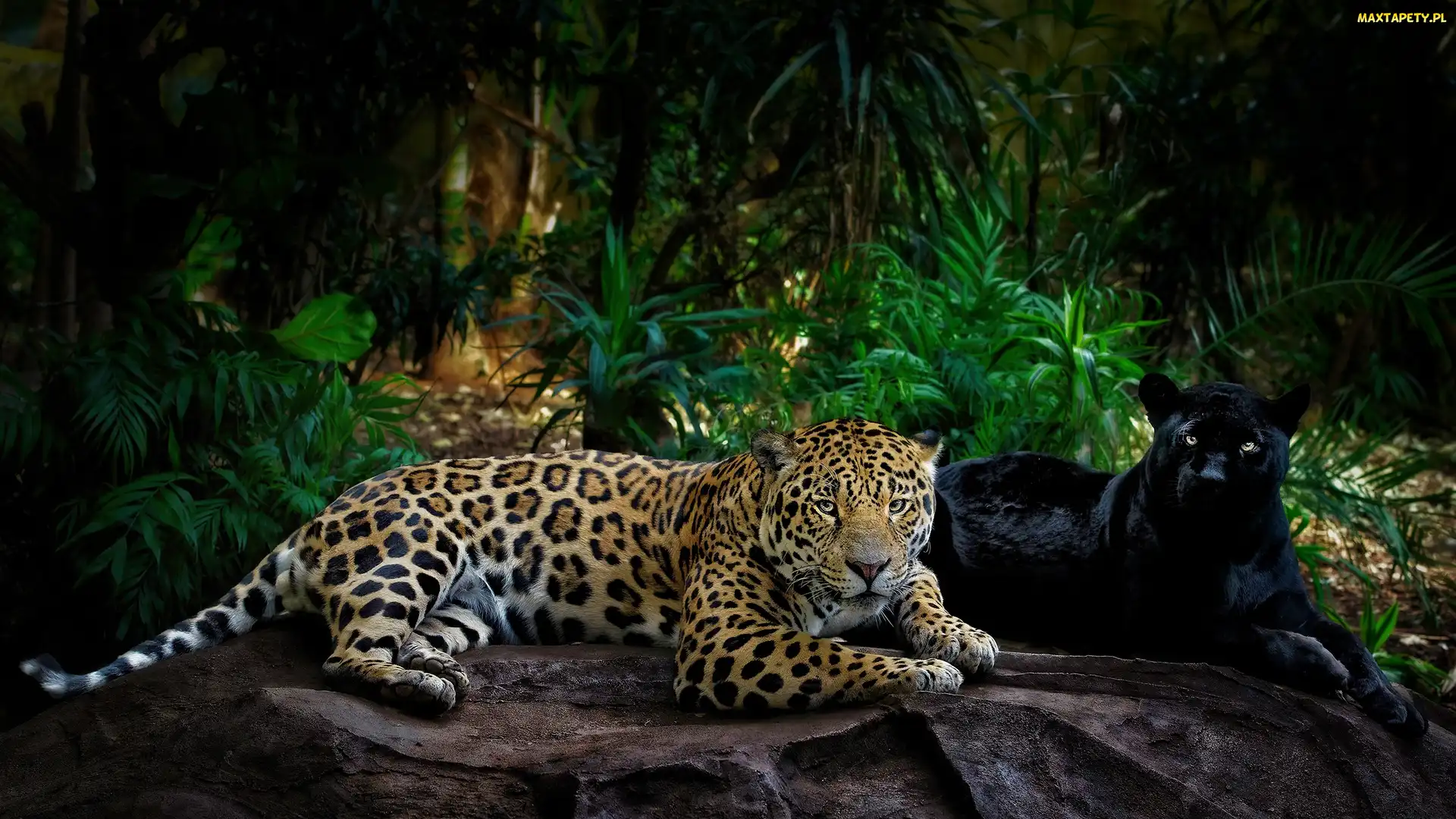 Grafika 2D, Skała, Czarna pantera, Jaguar