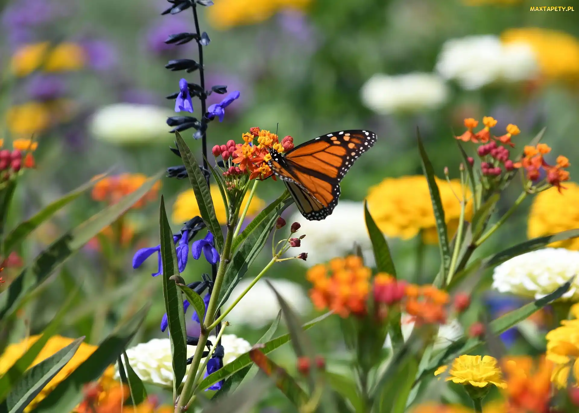 Danaid wędrowny, Kwiaty, Kolorowe, Monarcha, Motyl