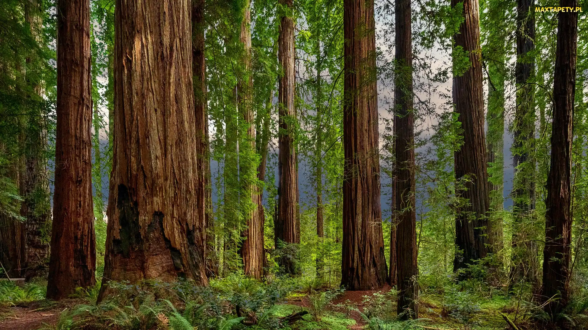 Pnie, Drzewa, Las, Stany Zjednoczone, Park Narodowy Redwood, Paprocie, Kalifornia, Sekwoje