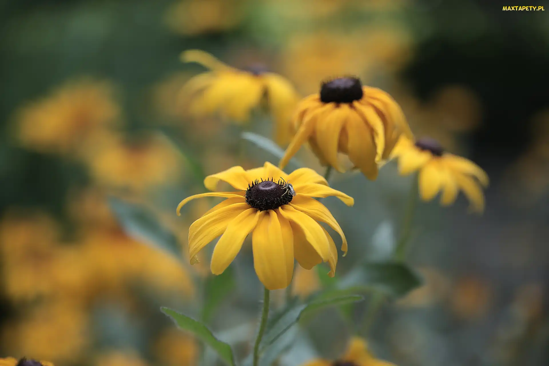 Owad, Kwiaty, Rudbekie, Żółte