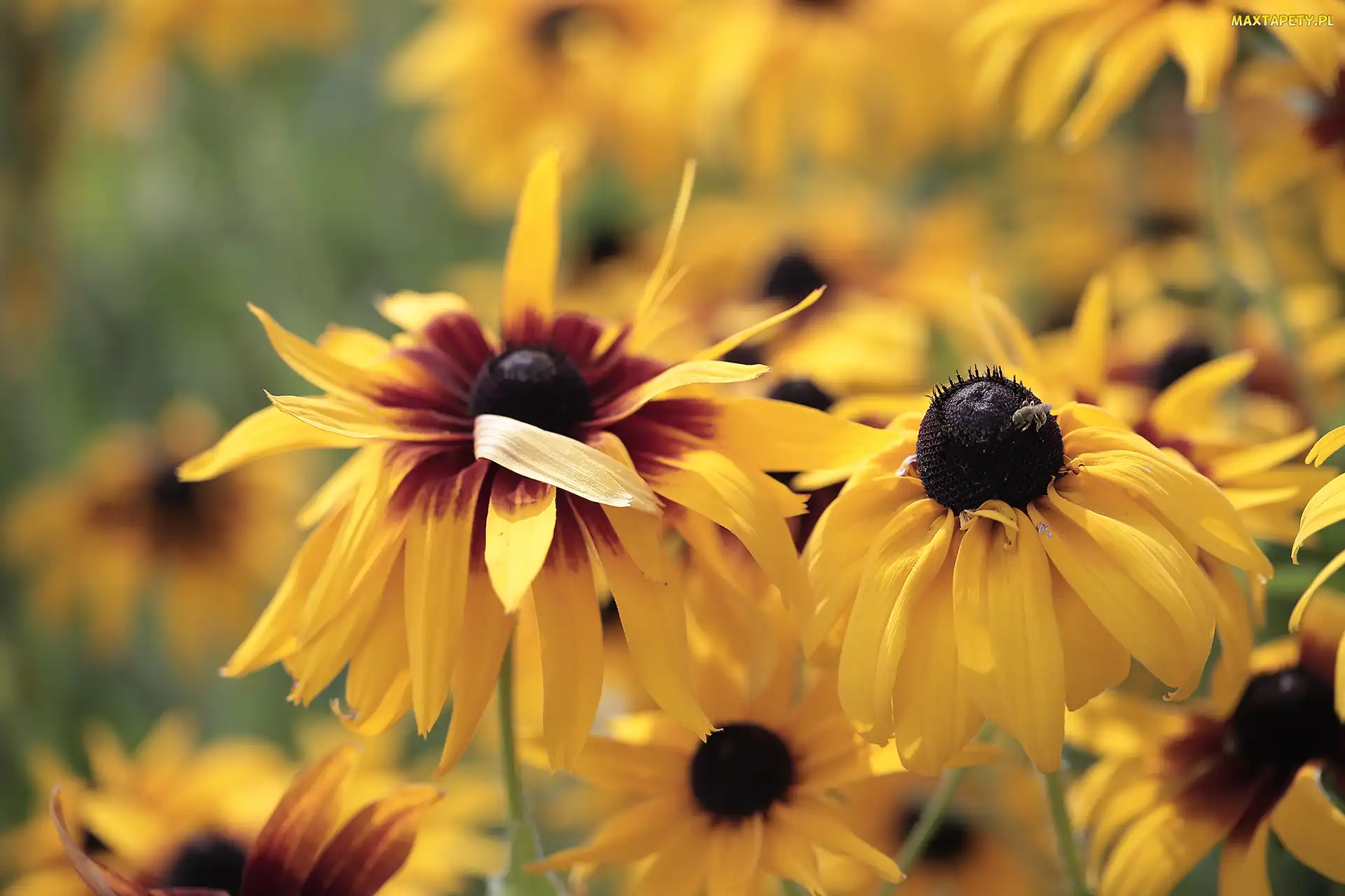 Żółte, Kwiaty, Rudbekie