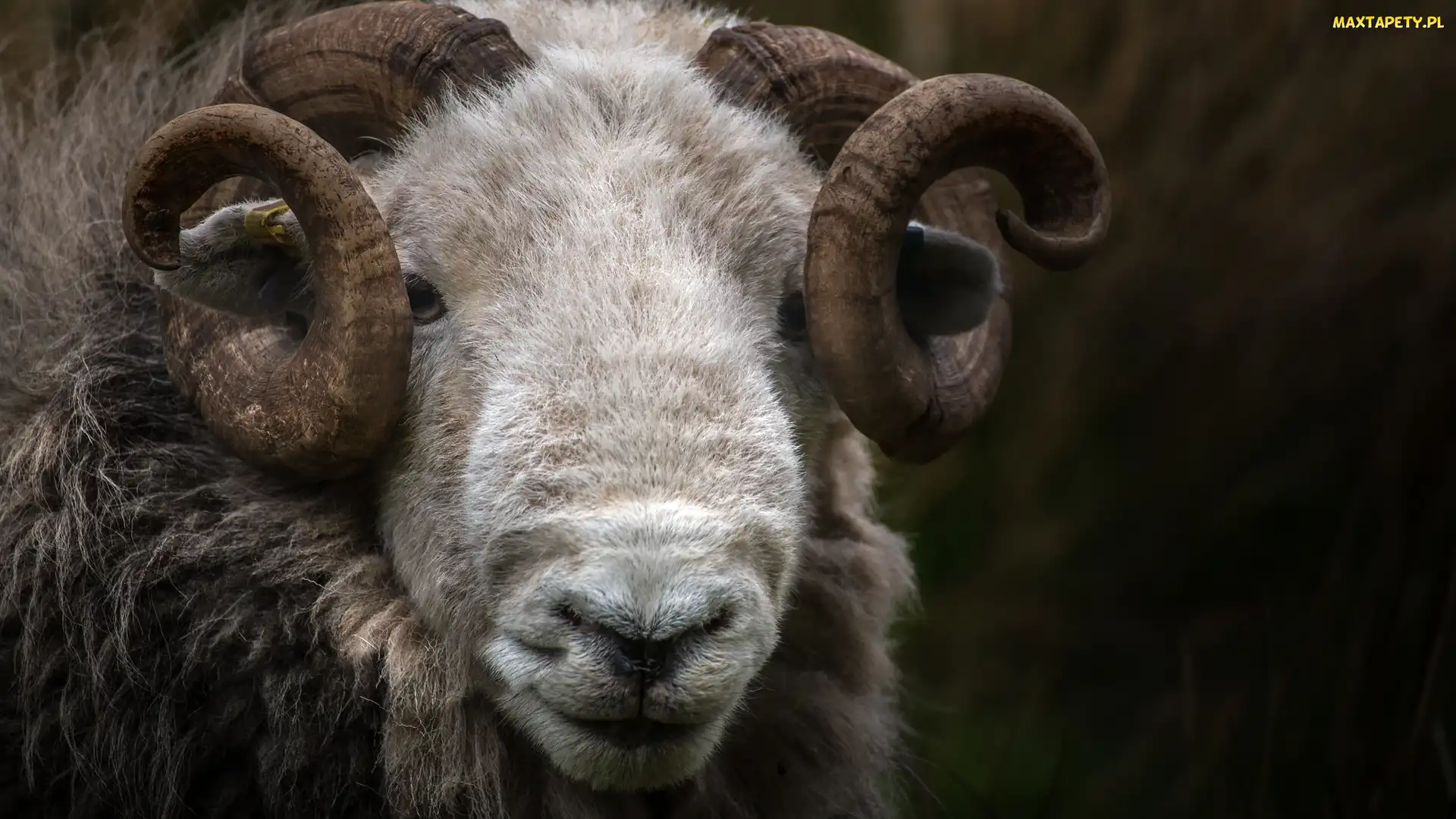 Herdwick, Rogi, Owca