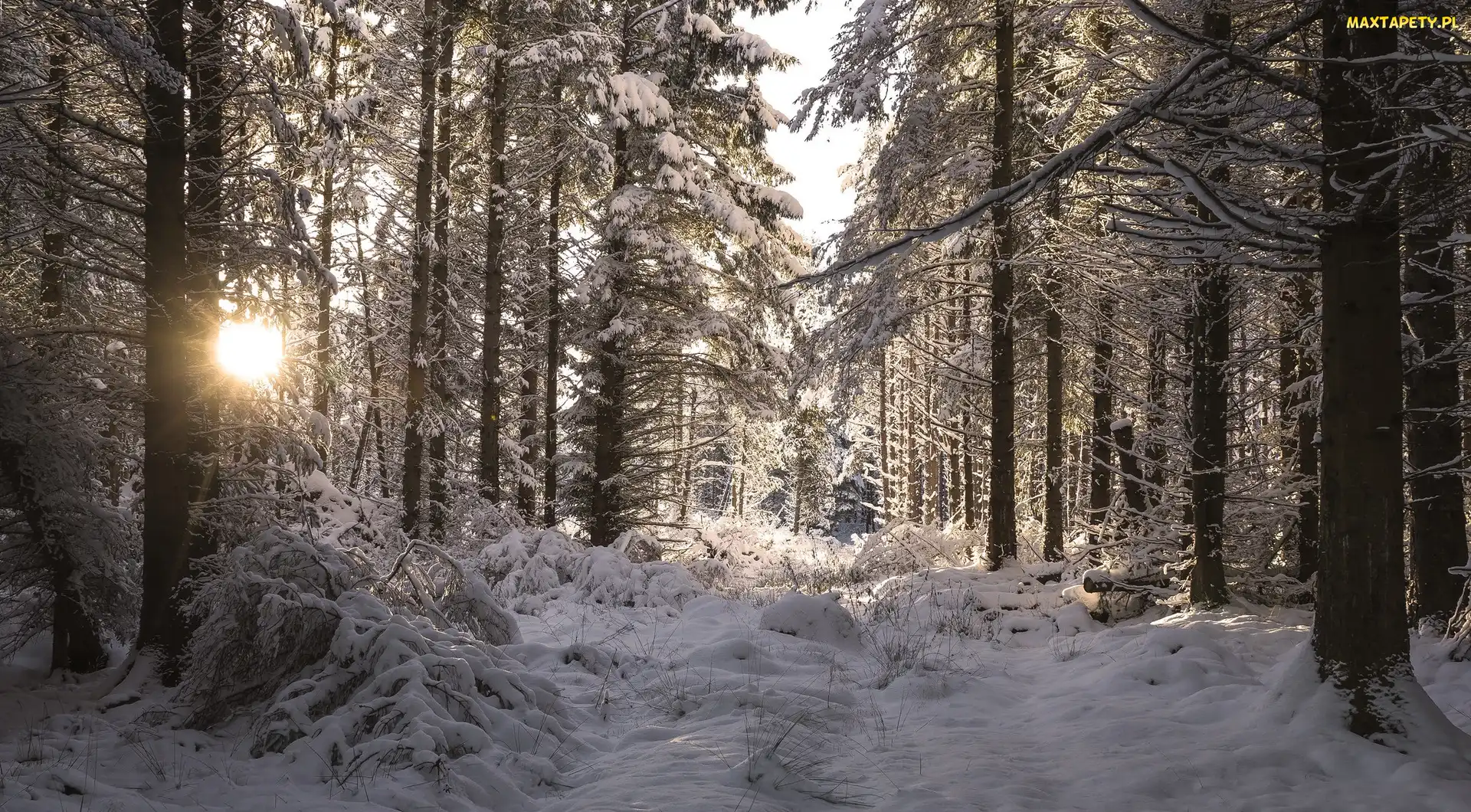 Zima, Drzewa, Śnieg, Słoneczny, Dzień, Las
