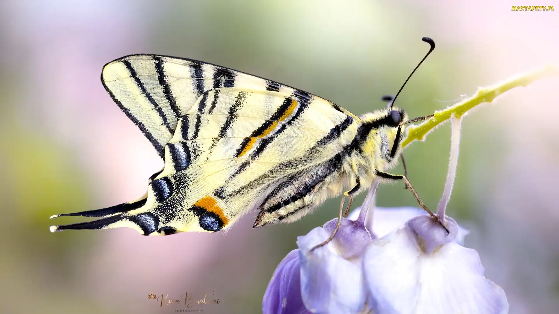 Motyl, Rozmycie, Kwiaty, Makro, Paź królowej