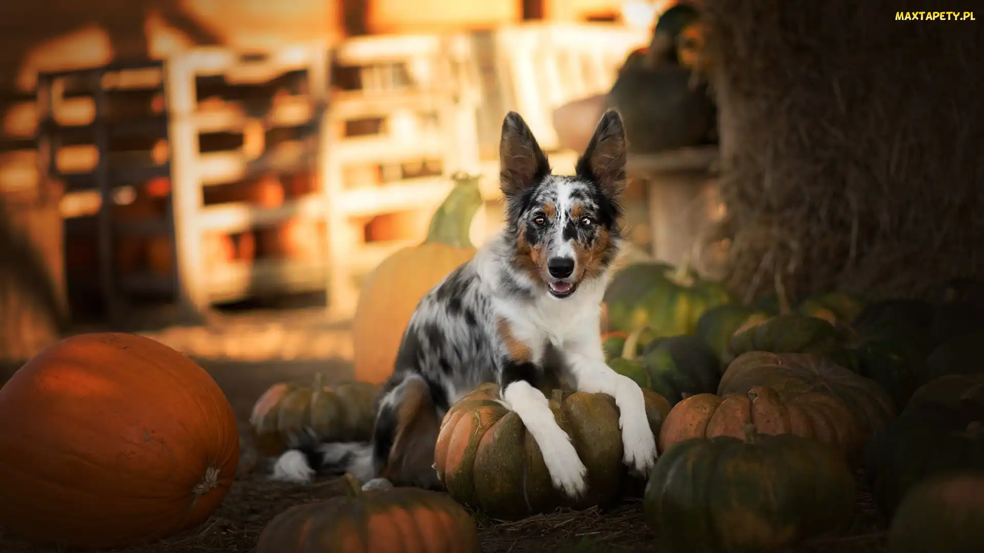 Leżący, Dynie, Border collie, Pies
