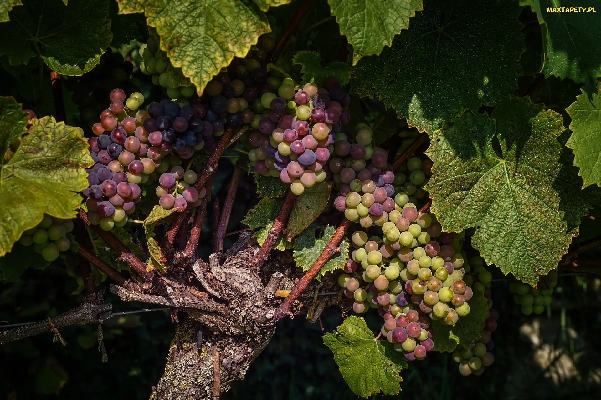 Winogrona, Liście, Kiście