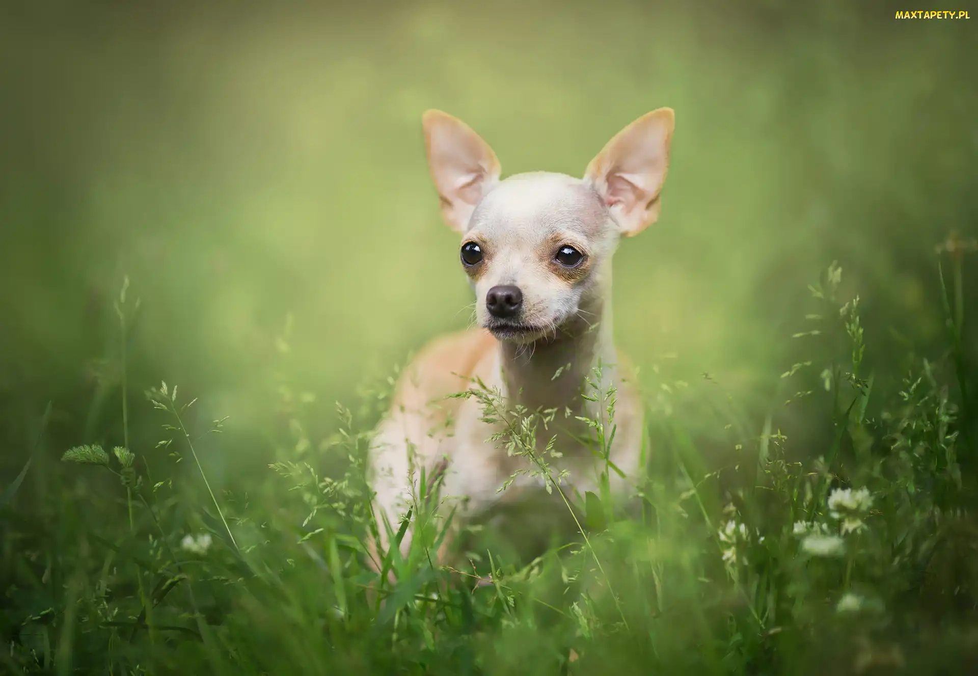 Chihuahua krótkowłosa, Trawa, Pies