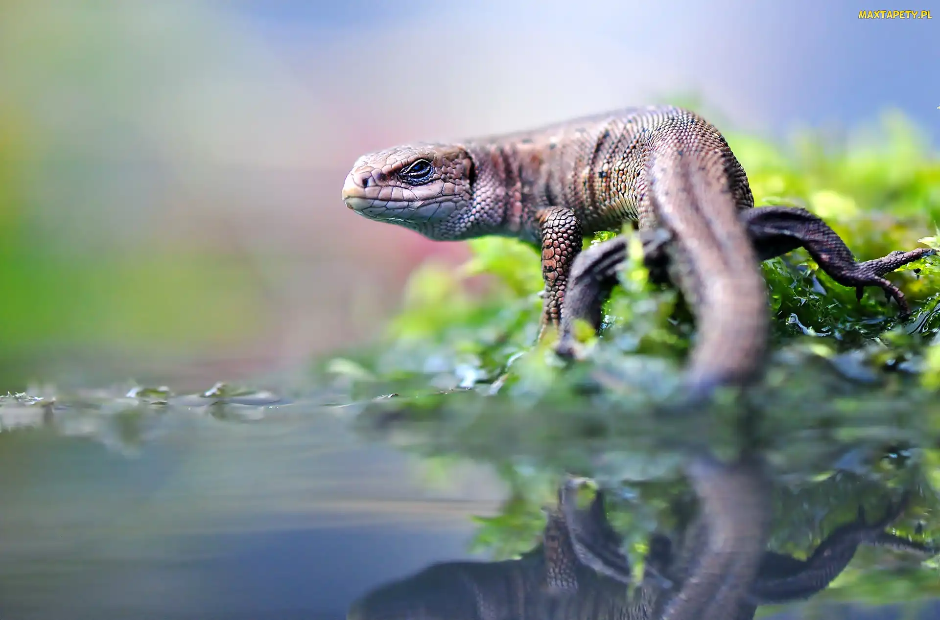 Odbicie, Woda, Agama, Rośliny