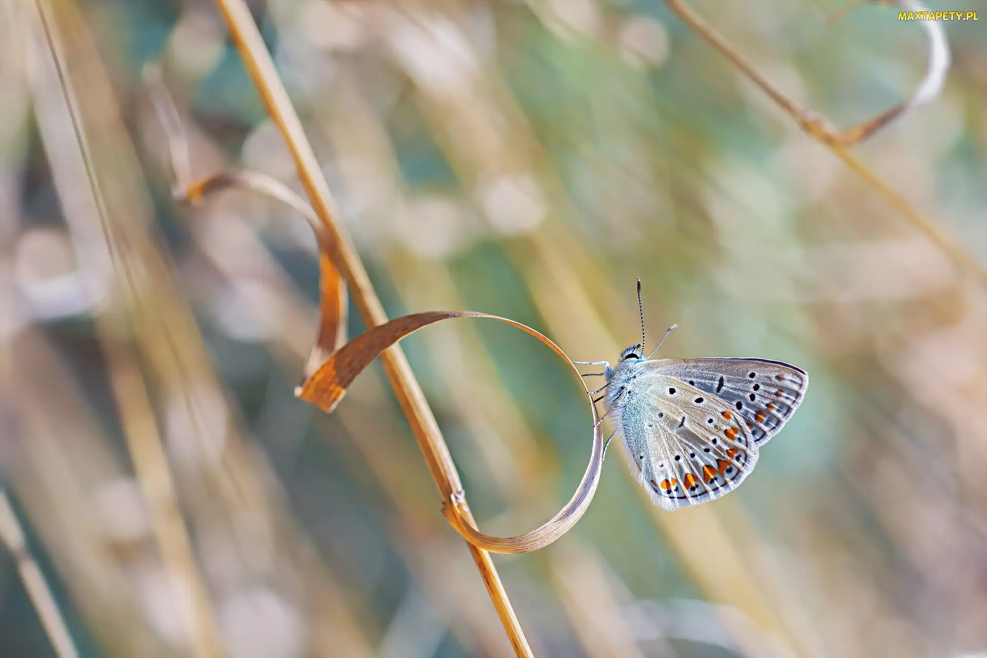 Źdźbło, Trawa, Motyl, Modraszek ikar