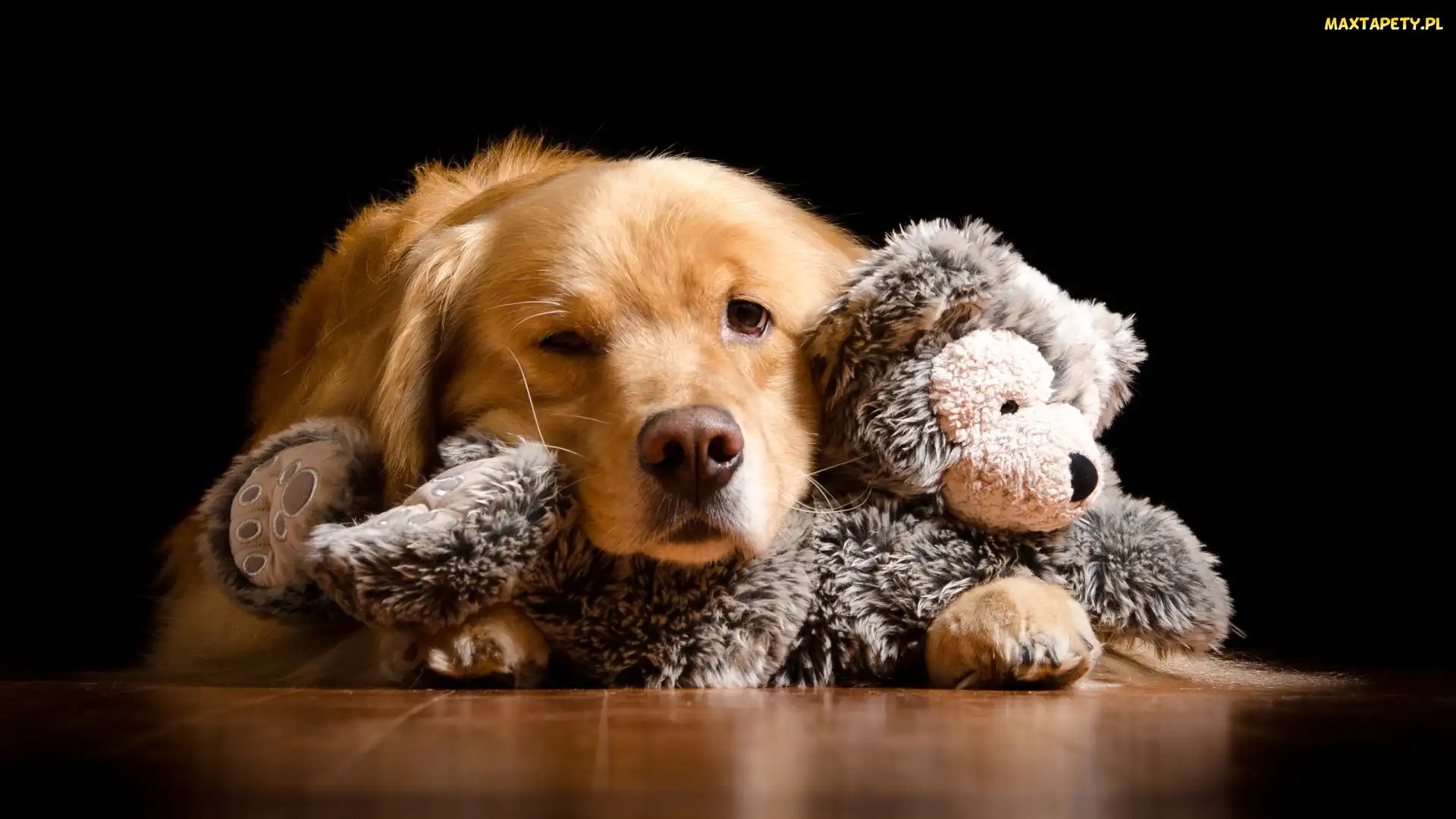 Zabawka, Pluszak, Pies, Golden retriever