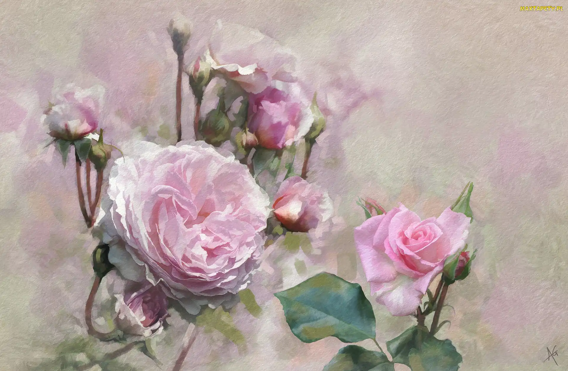 Alberto Guillen, Grafika, Różowe, Rozwinięte, Róże, Pąki