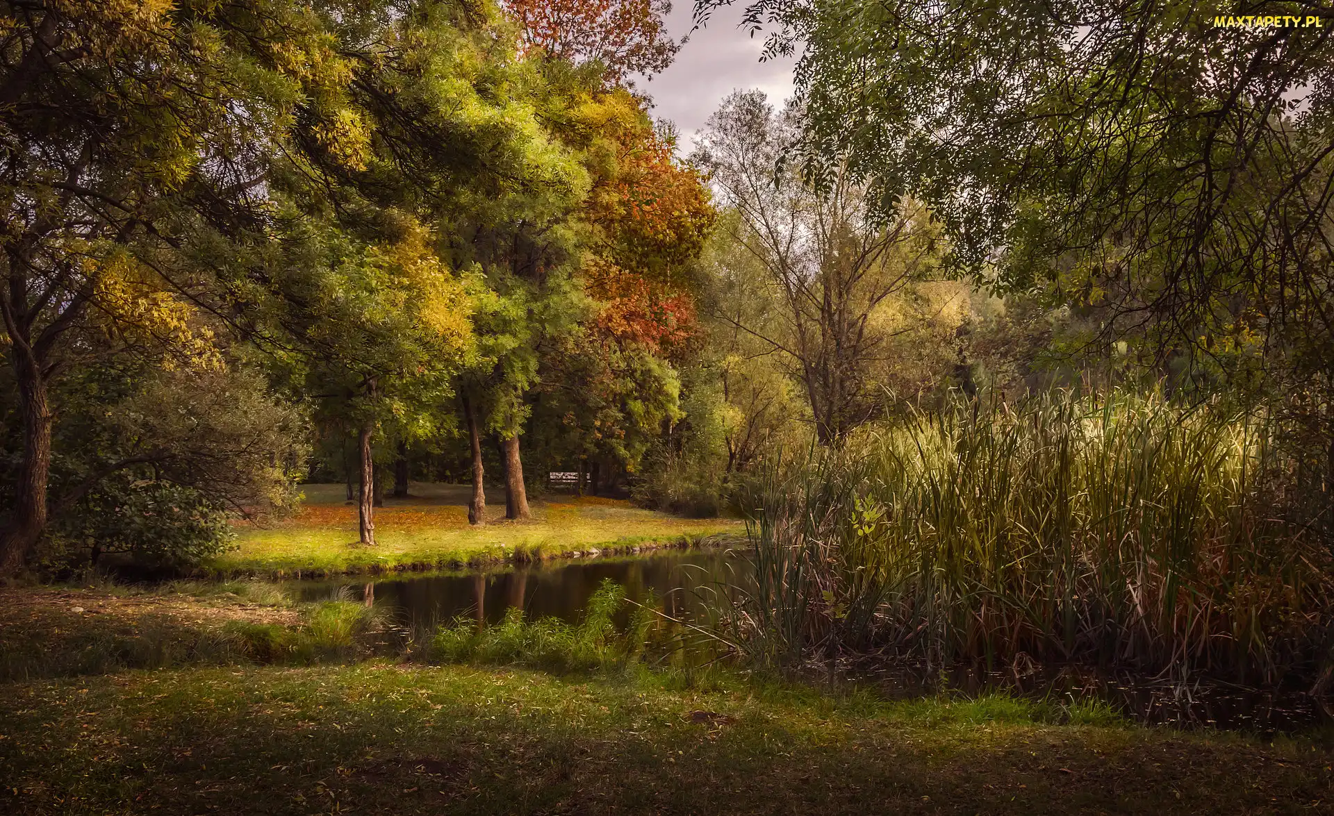 Staw, Szuwary, Park