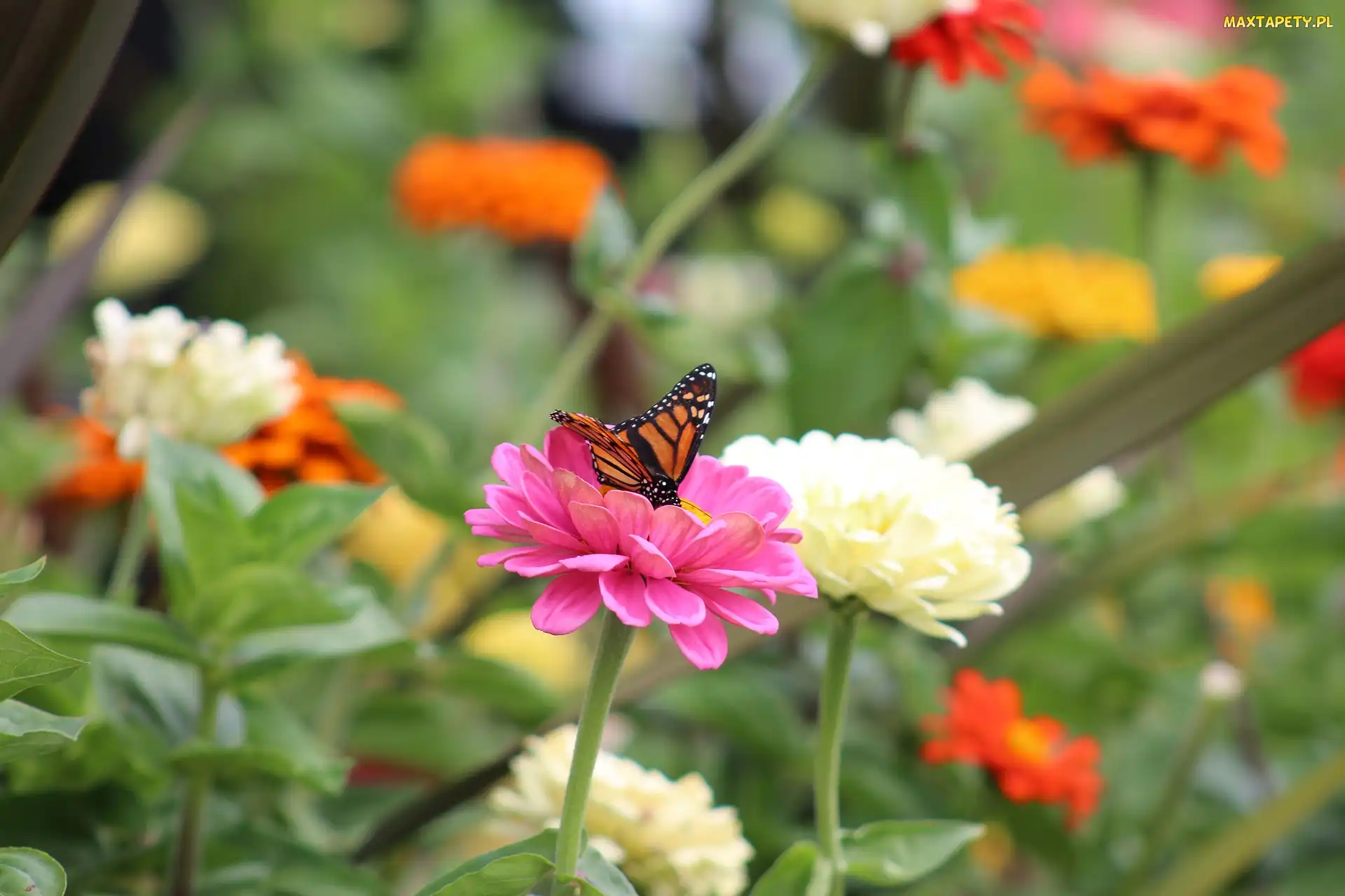 Cynie, Danaid wędrowny, Monarcha, Motyl, Kwiaty