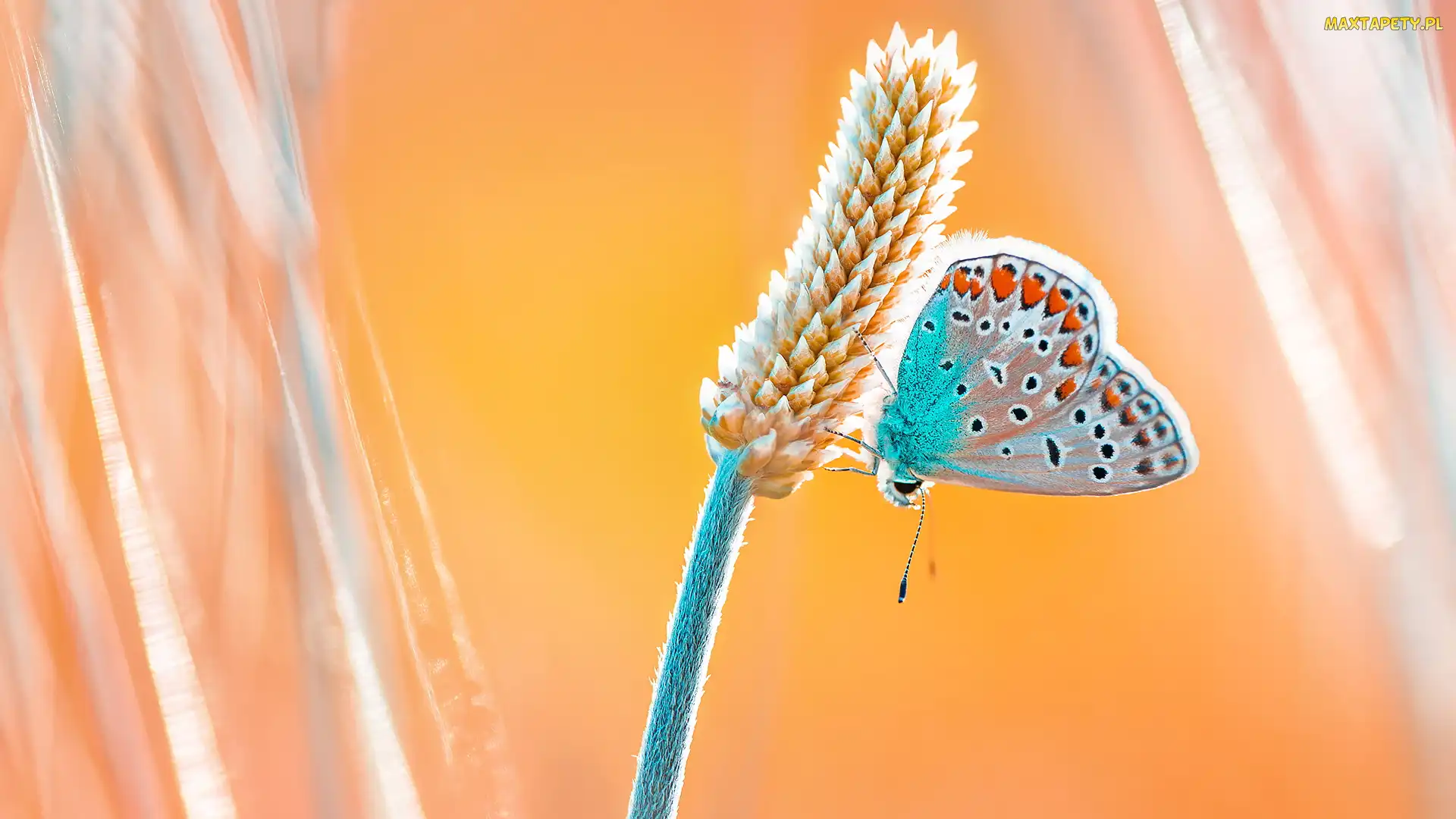 Żółte tło, Modraszek ikar, Roślina, Motyl
