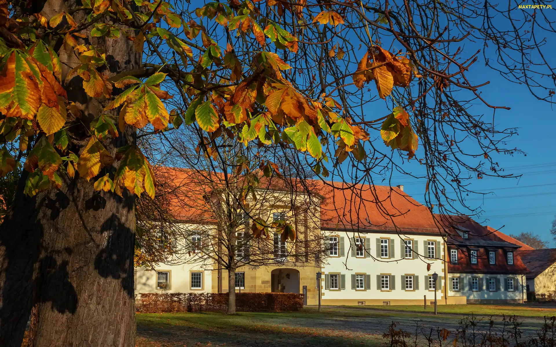 Drzewo, Niemcy, Badenia-Wirtembergia, Ludwigsburg, Pałac Monrepos