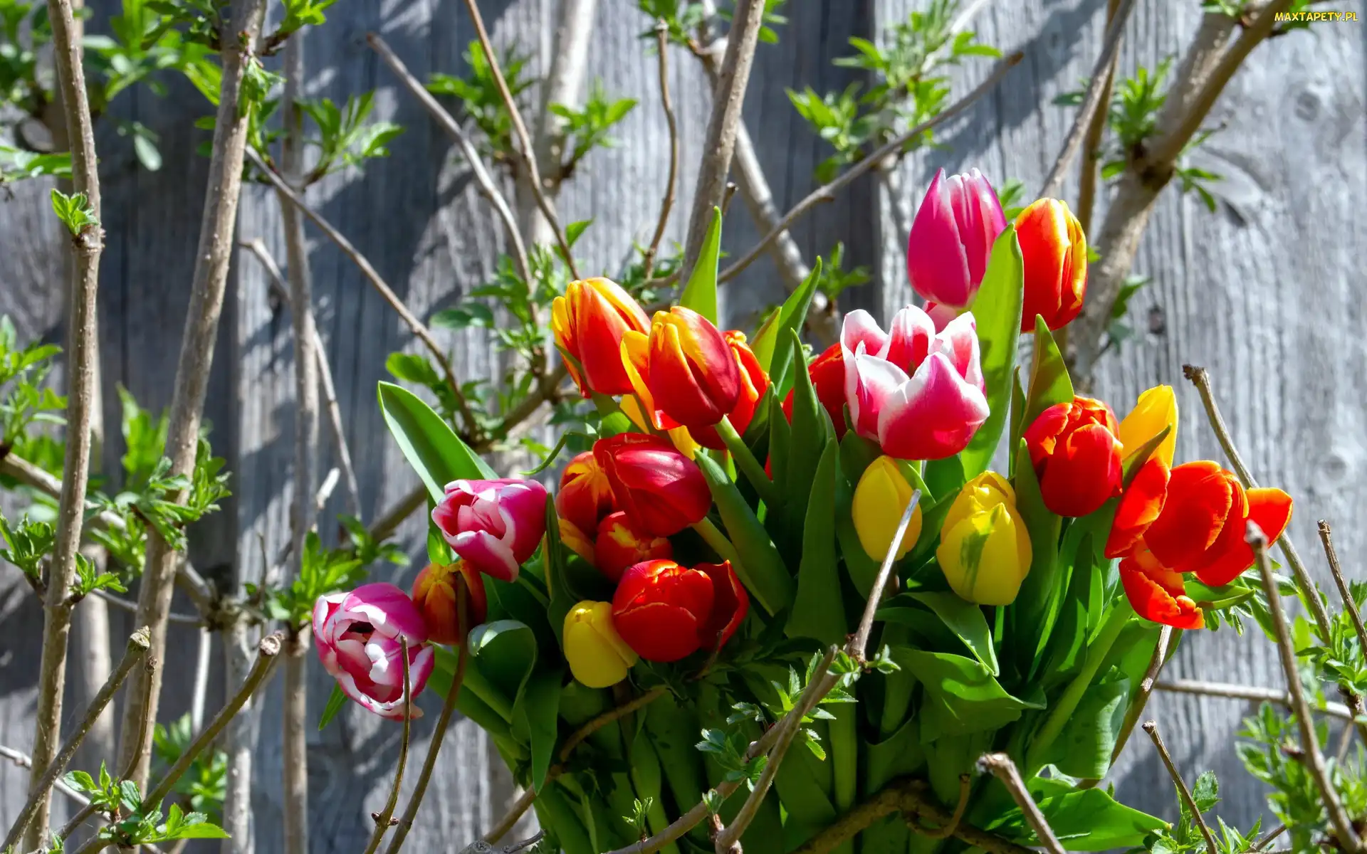 Tulipany, Kolorowe, Kwiaty, Bukiet