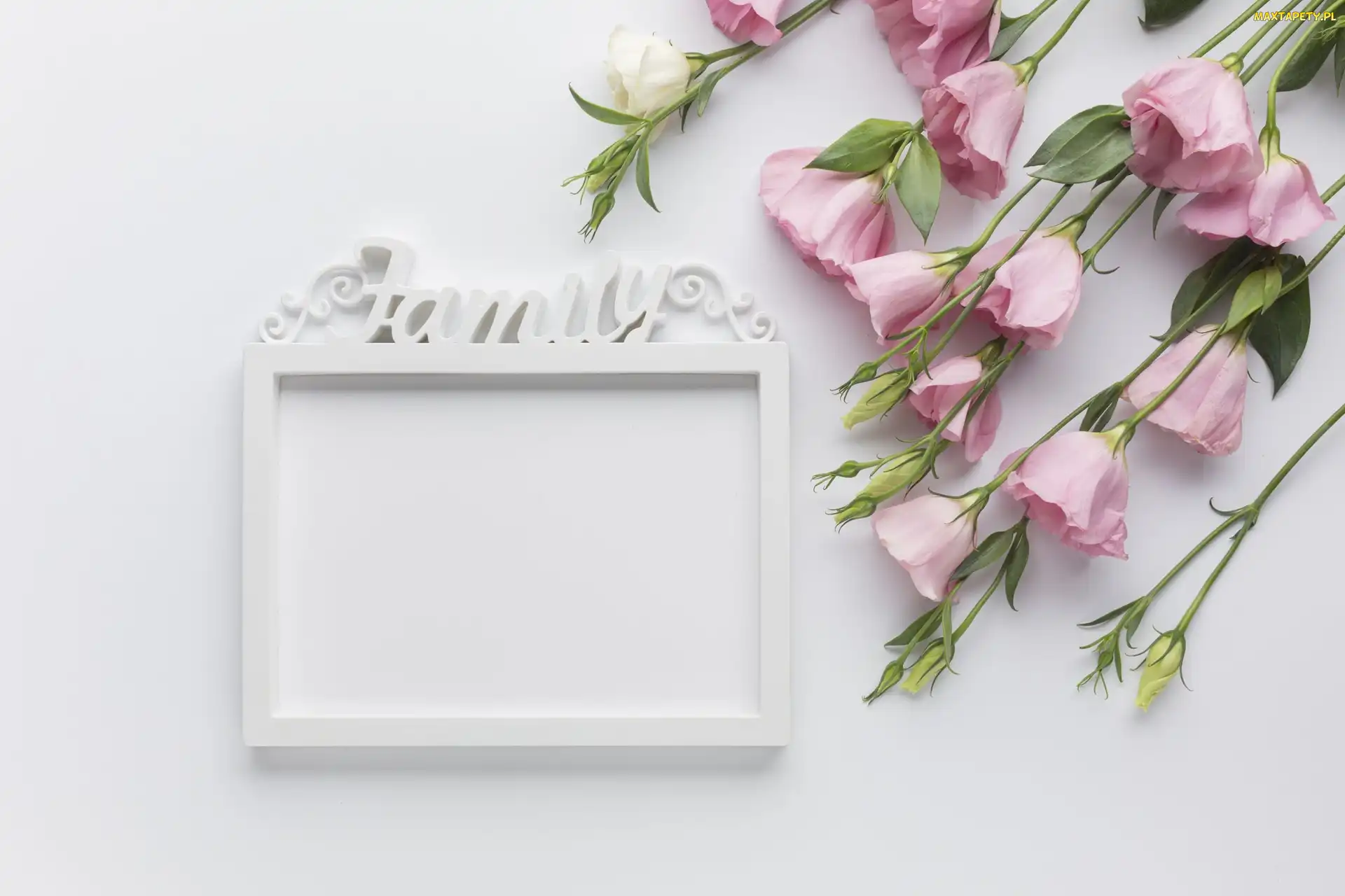 Eustoma, Family, Napis, Ramka, Kwiaty