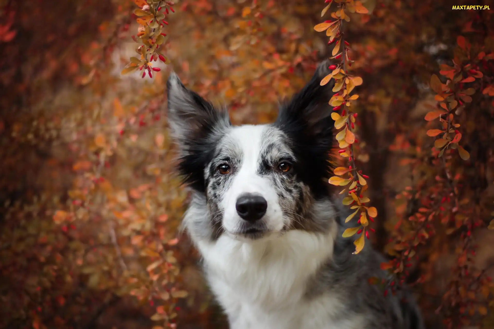 Gałązki, Krzew, Pies, Border collie
