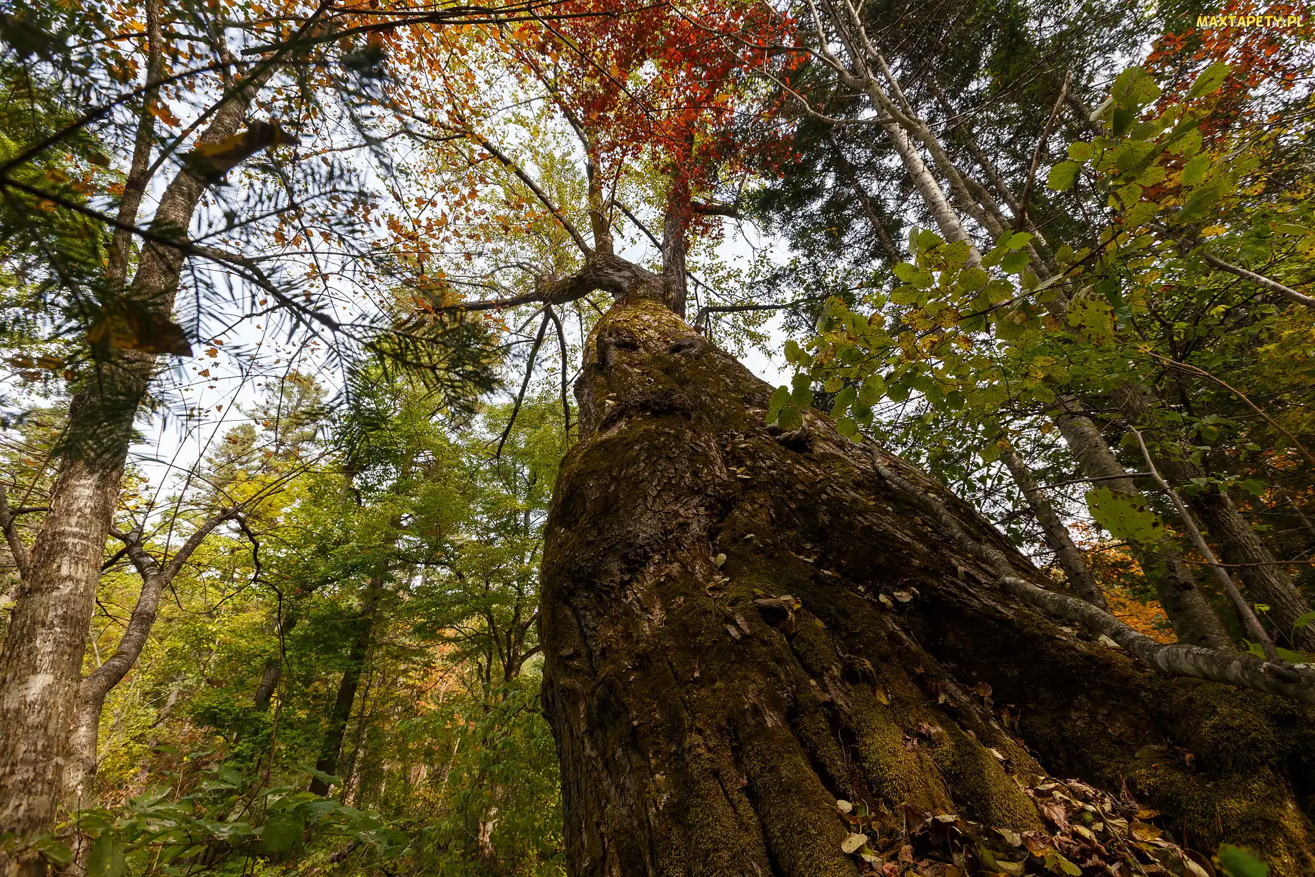 Las, Wierzchołki, Pień, Drzewo, Szeroki, Drzewa