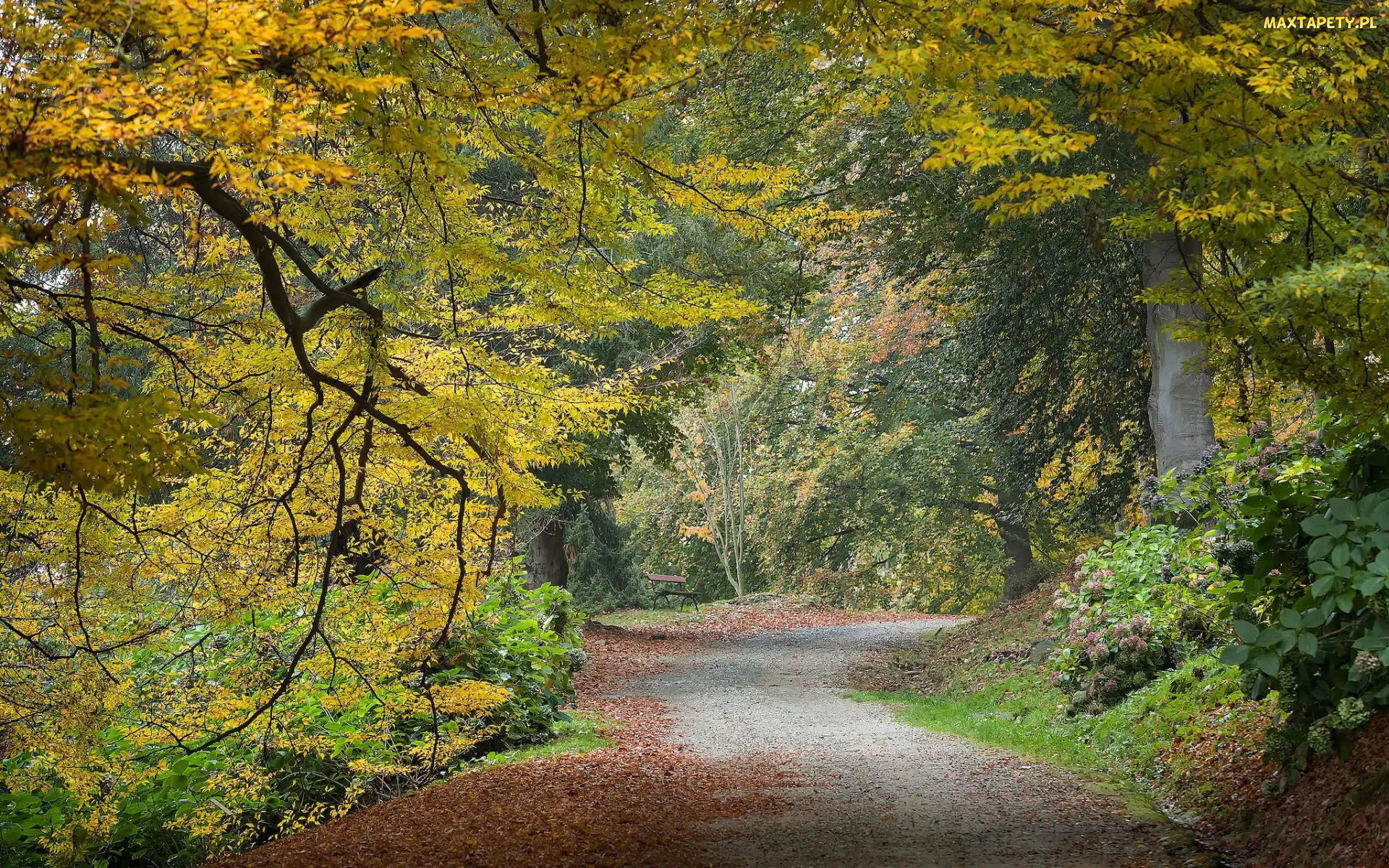 Ławka, Droga, Drzewa, Park, Żółknące, Liście