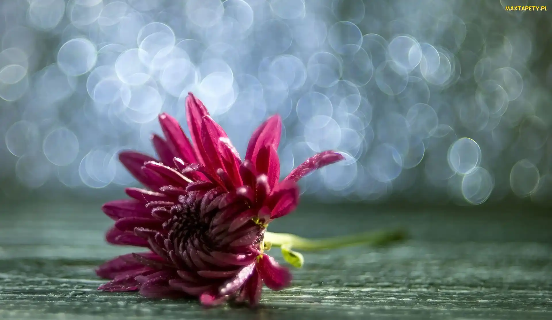 Różowy, Bokeh, Kwiat