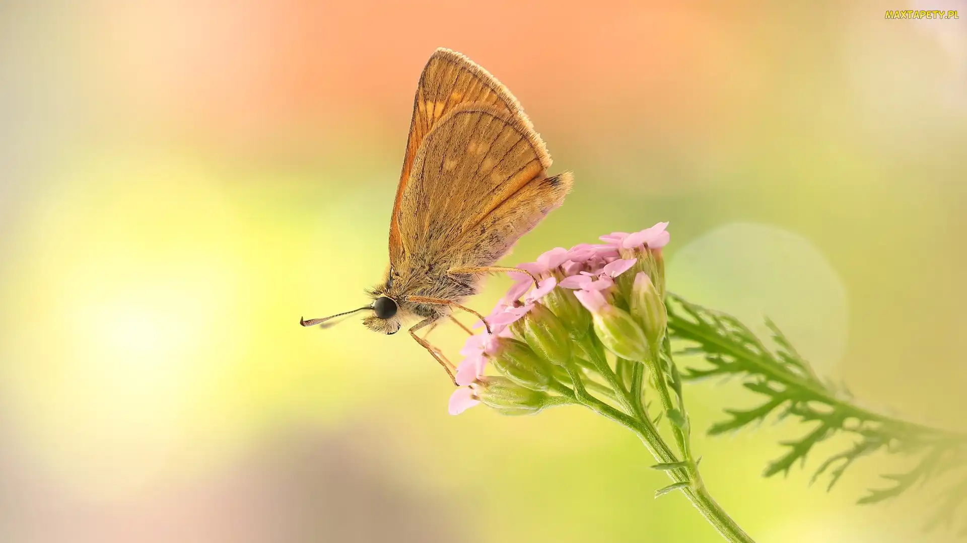 Makro, Kwiat, Motyl, Różowy