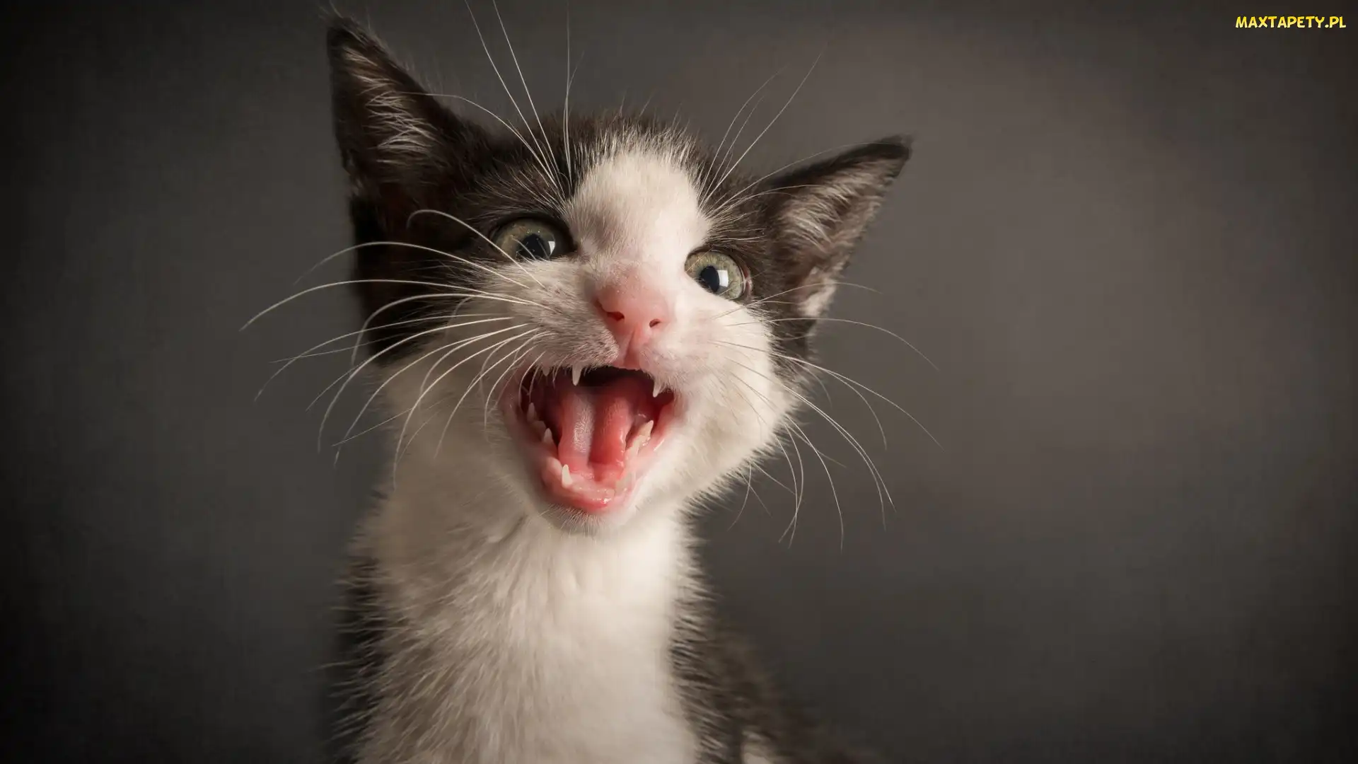 Tapety, zdjęcia - Miauczący, Kot, Śmieszny