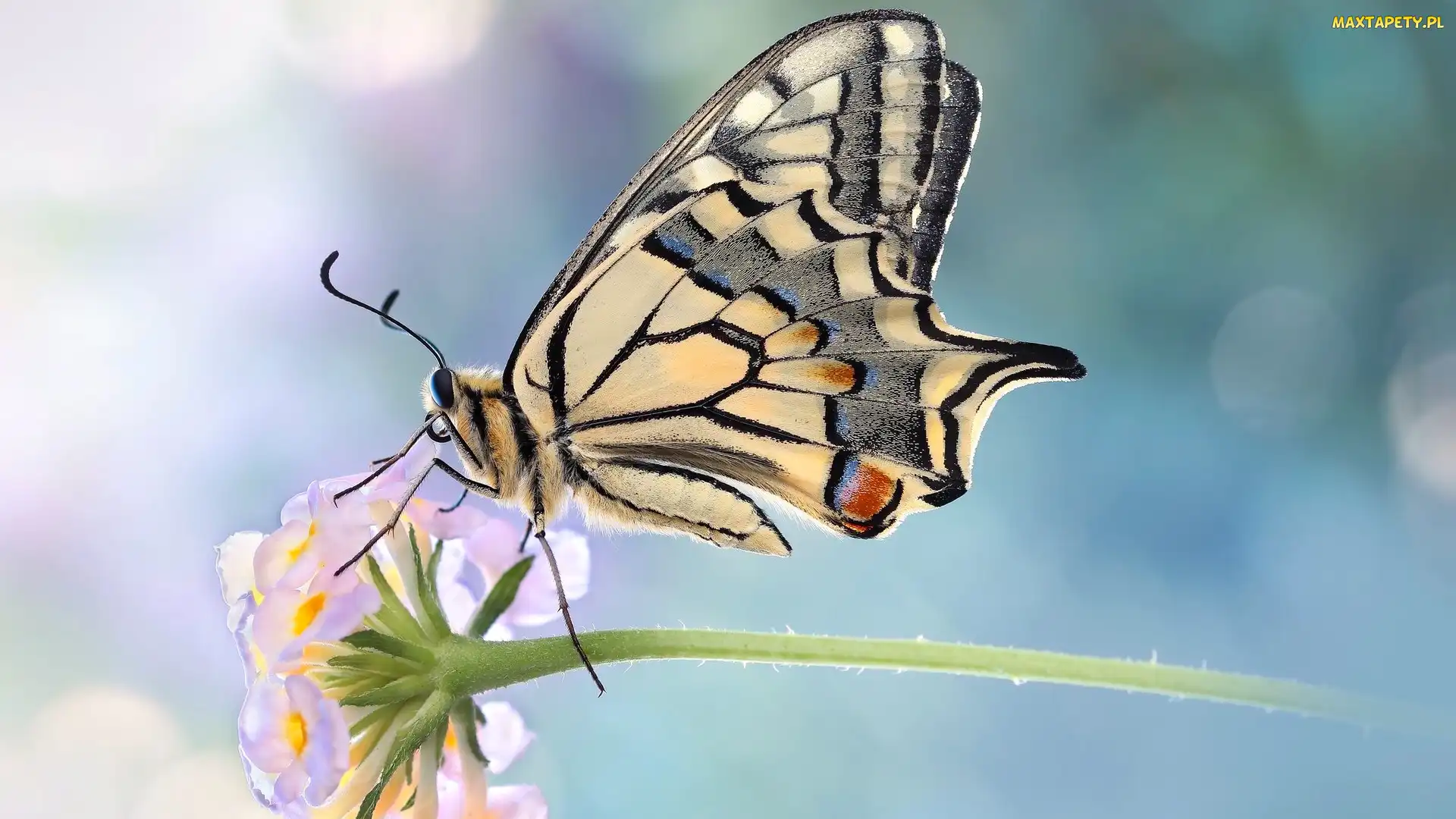 Paź królowej, Makro, Rozmycie, Kwiatek, Motyl