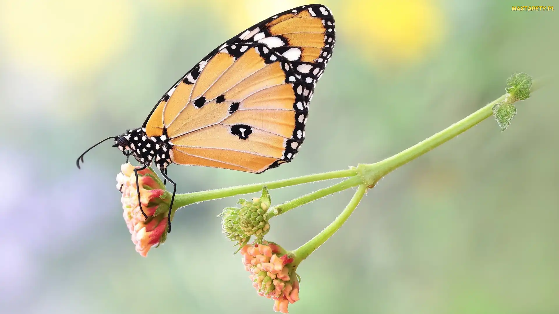 Makro, Roślina, Motyl, Monarcha złocisty