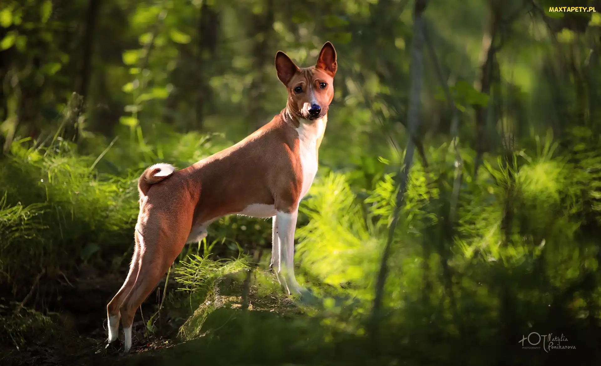 Pies, Las, Kamień, Basenji
