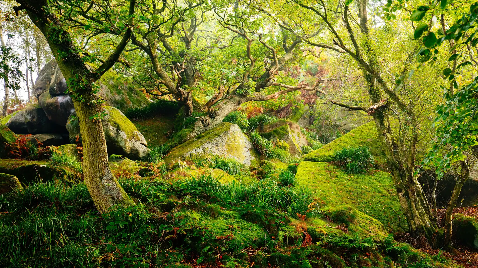 Mech, Drzewa, Las, Anglia, Park Narodowy Peak District, Kamienie, Hrabstwo Derbyshire, Trawa