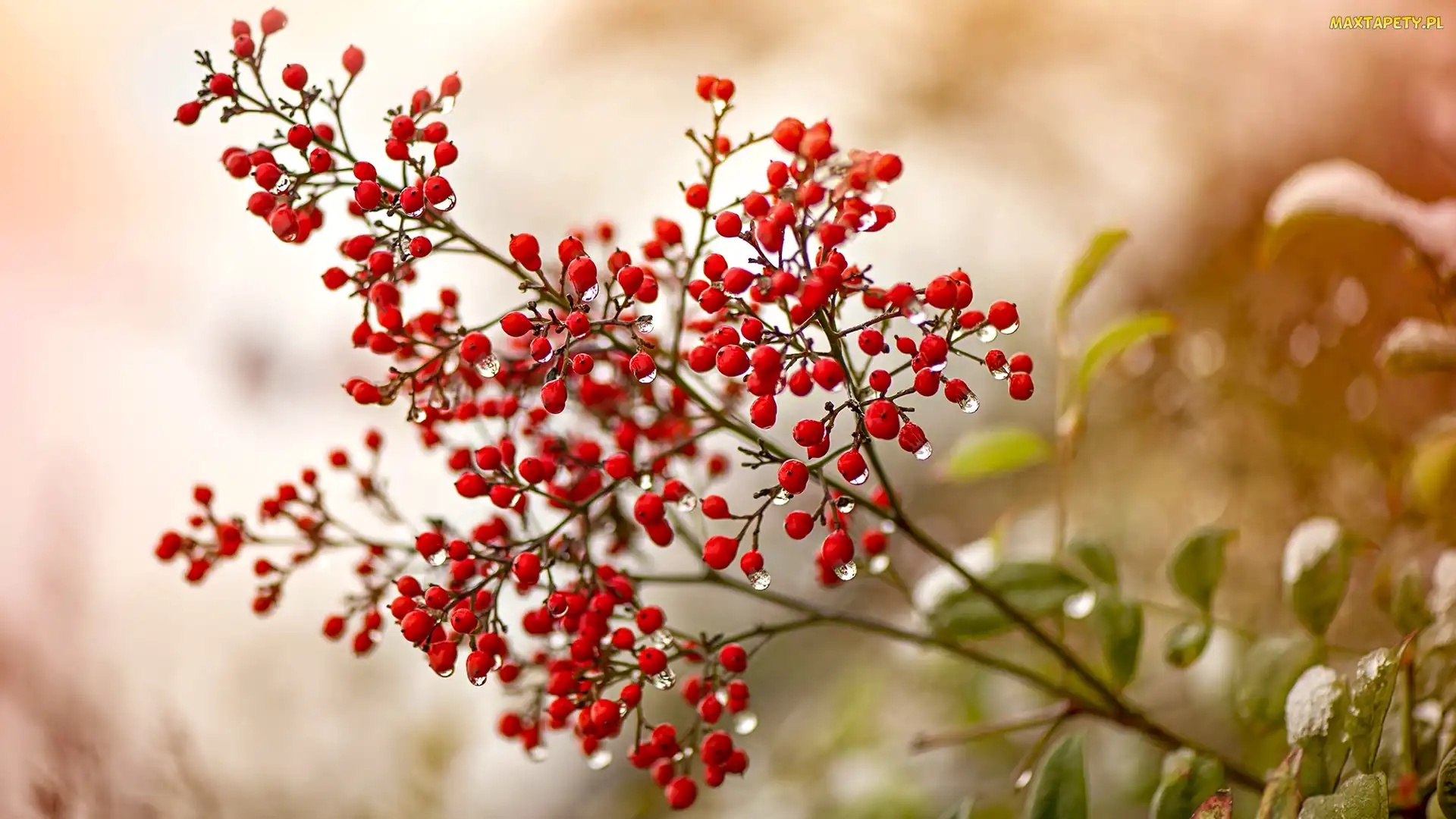 Rozmycie, Krople, Krzew, Gałązka, Nandina, Niebiański bambus