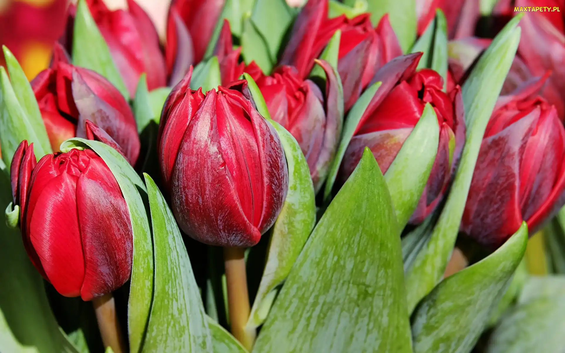 Zbliżenie, Tulipany, Kwiaty, Czerwone
