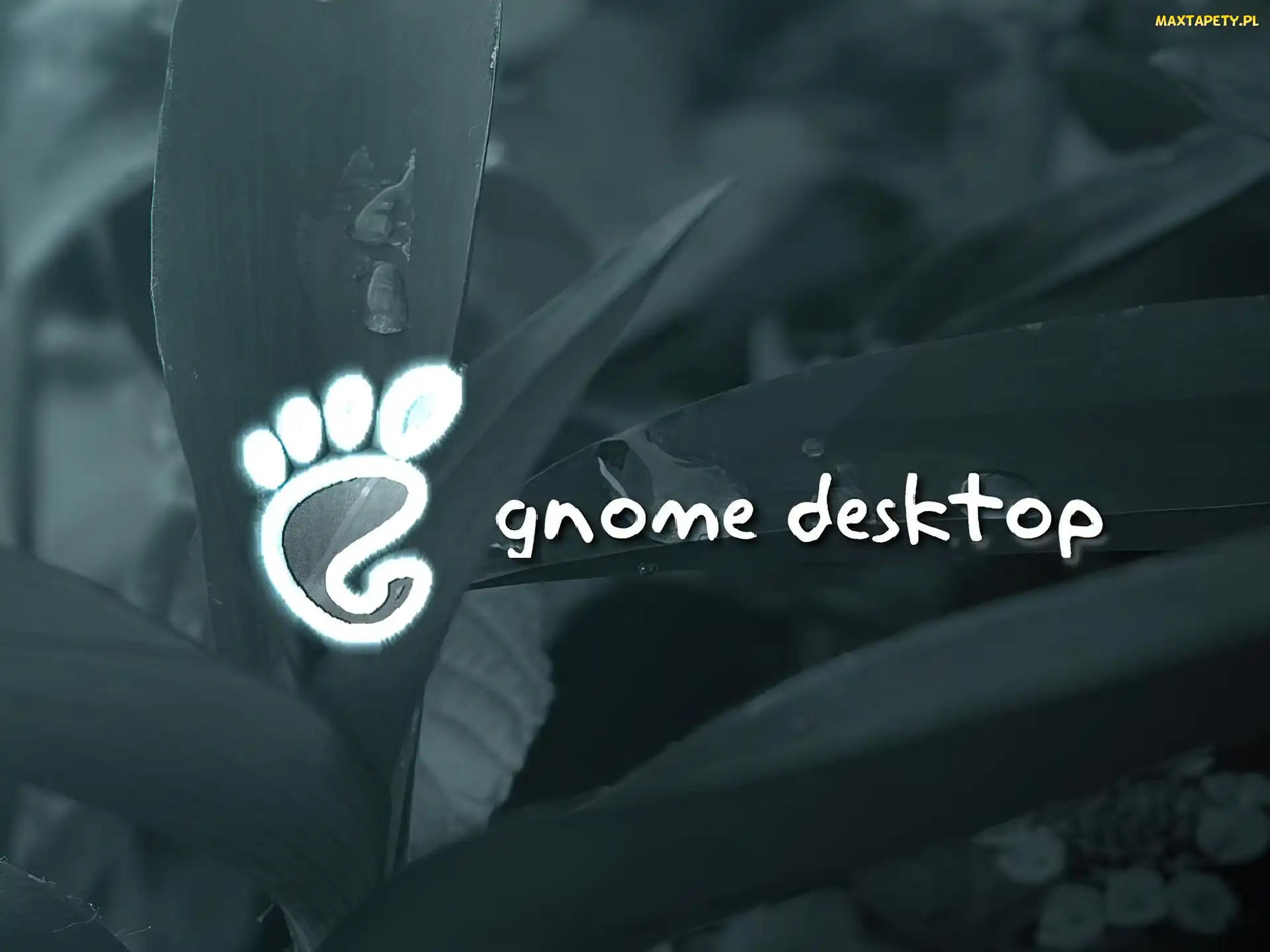 Gnome, stopa, liście