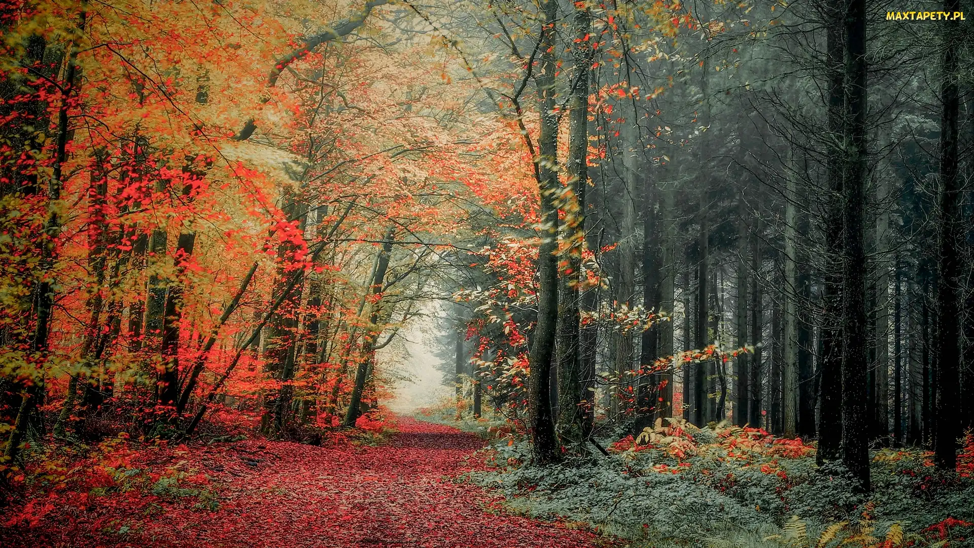 Las, Drzewa, Liście, Roślinność, Kolorowe, Jesień