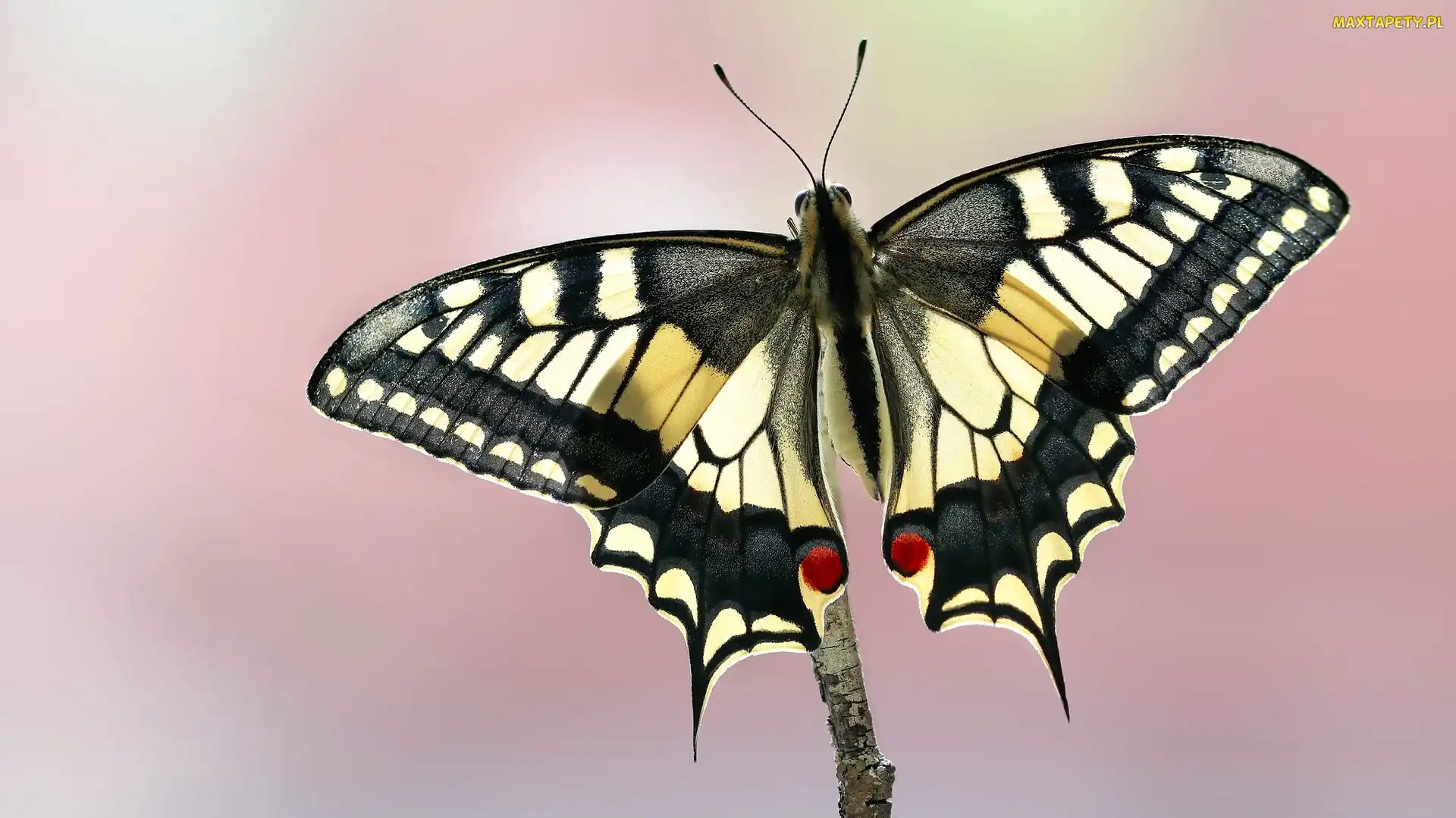 Paź królowej, Makro, Motyl