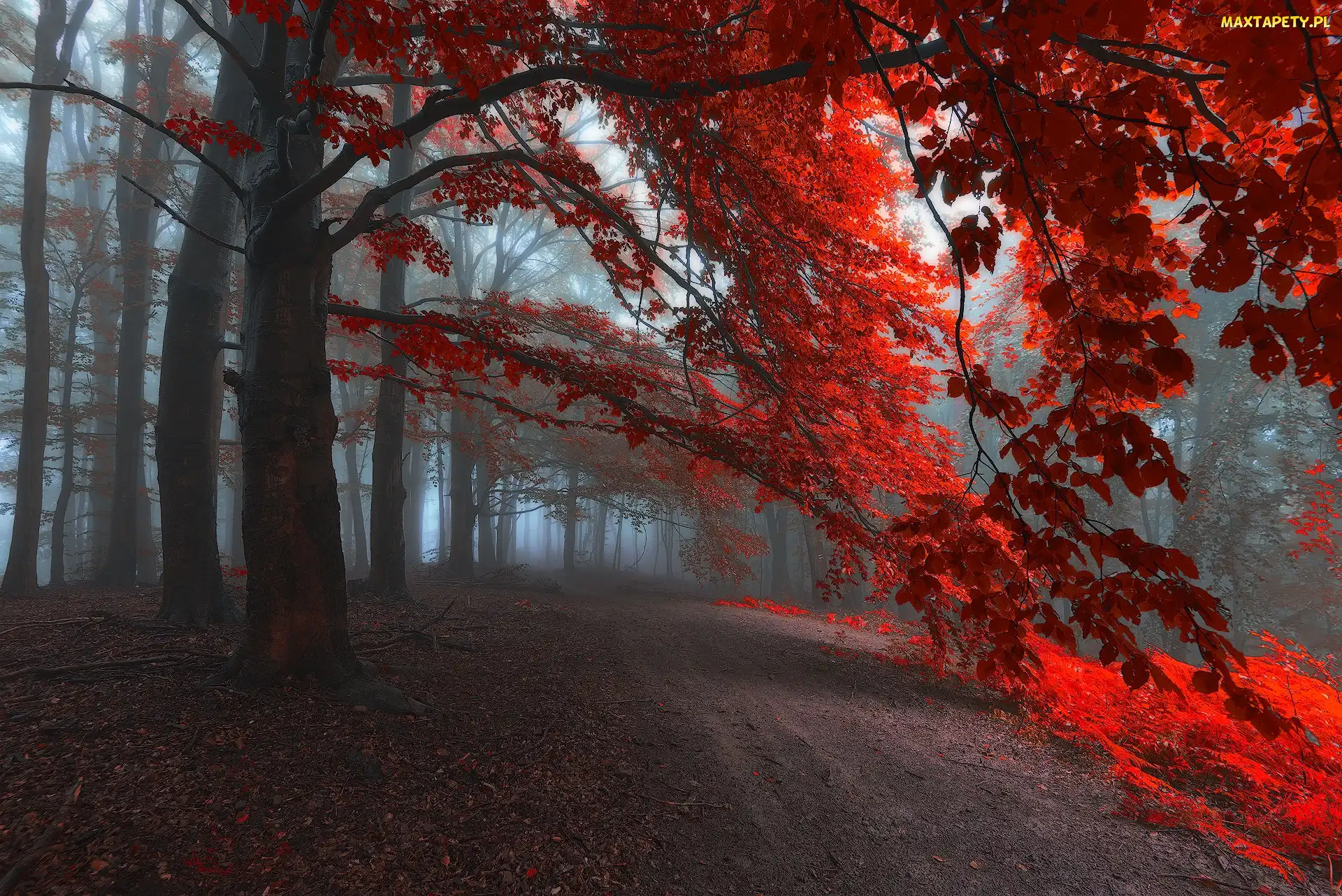 Jesień, Mgła, Drzewa, Las, Czerwone, Liście