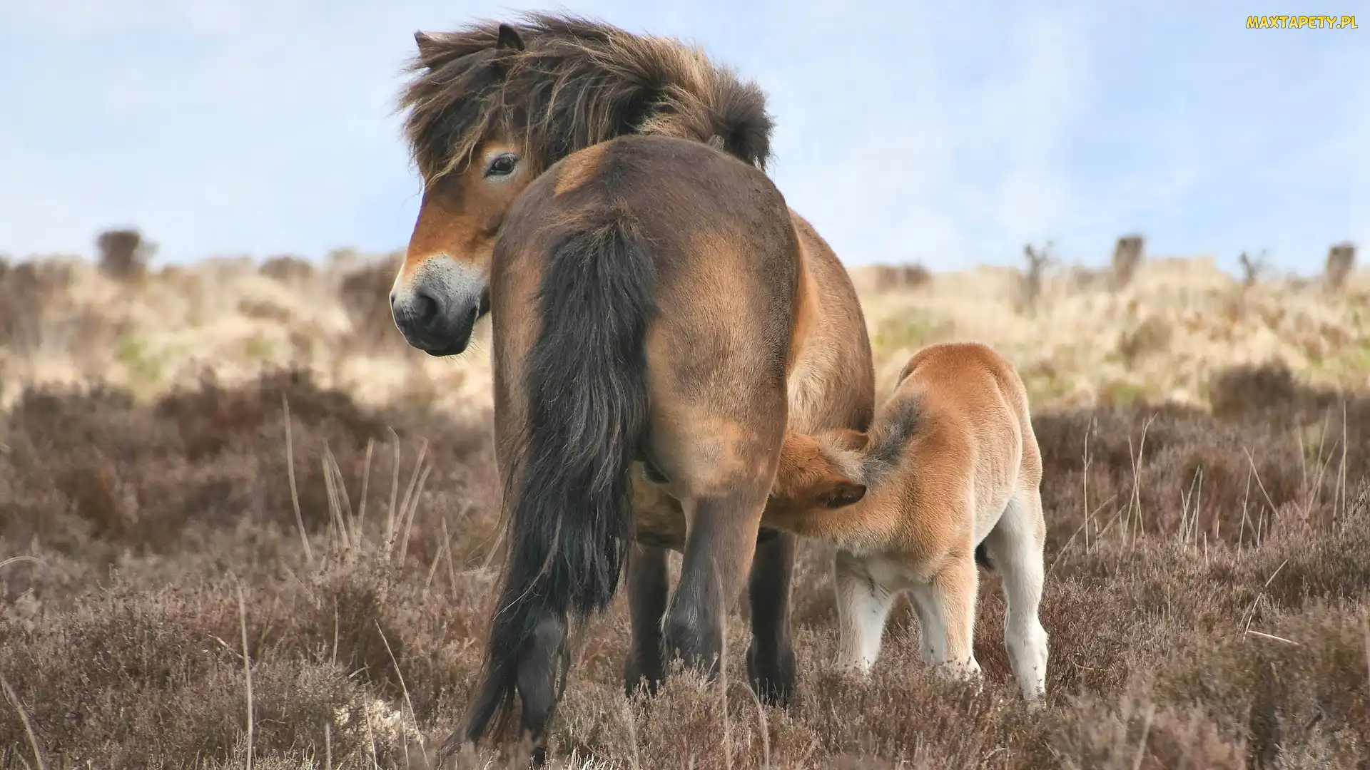 Konie, Kobyła, Źrebak, Kuce Exmoor, Dwa
