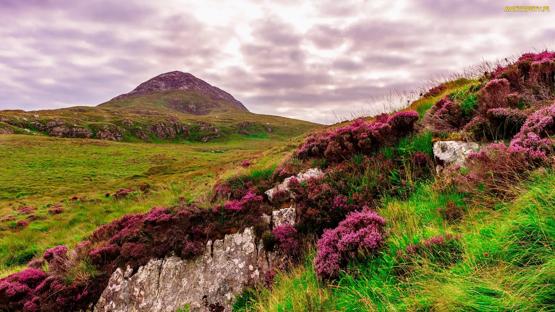 Góra, Wrzosy, Wzgórza, Kwiaty, Park Narodowy Connemara, Skały, Irlandia, Wrzosowisko