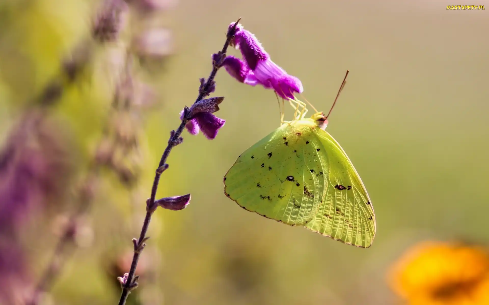 Zbliżenie, Kwiat, Motyl, Żółty, Szlaczkoń, Fioletowy