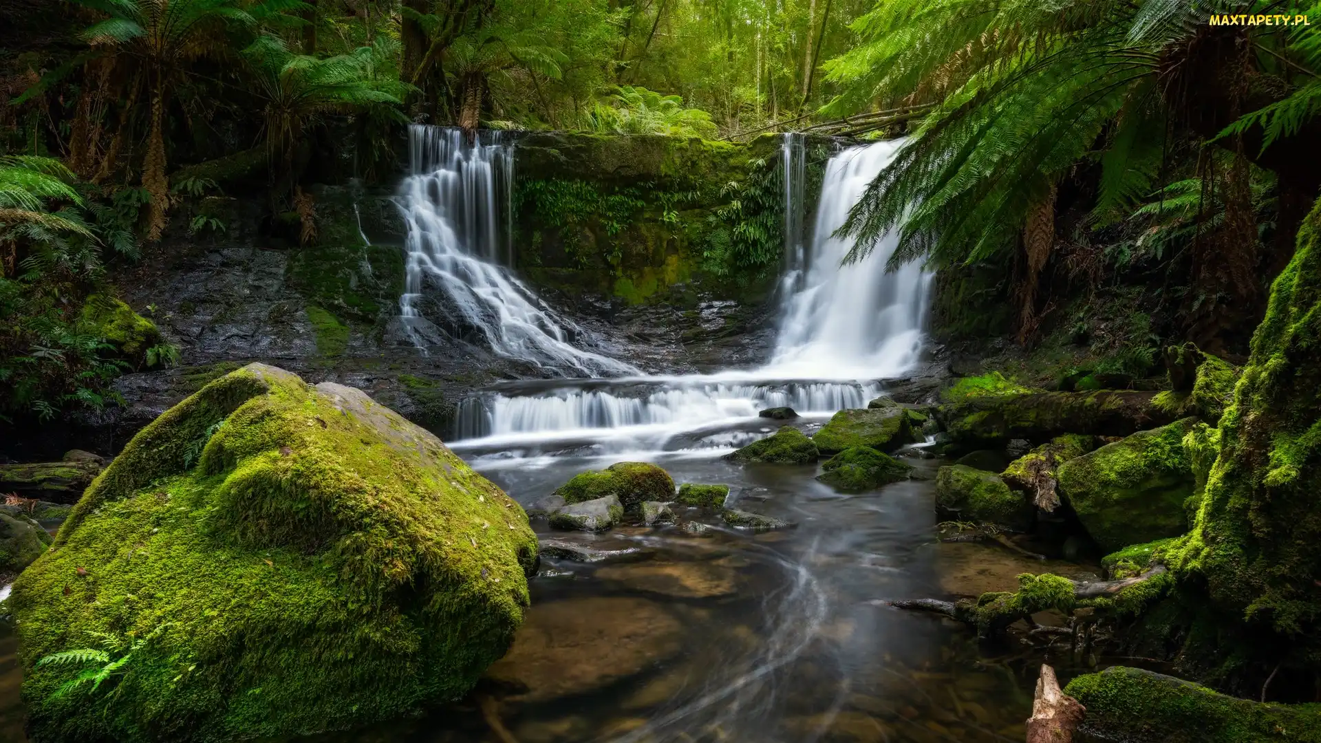 Australia, Park Narodowy Mount Field, Rzeka, Stan Tasmania, Omszałe, Skała, Kamienie, Paprocie, Wodospad Horseshoe Falls, Las
