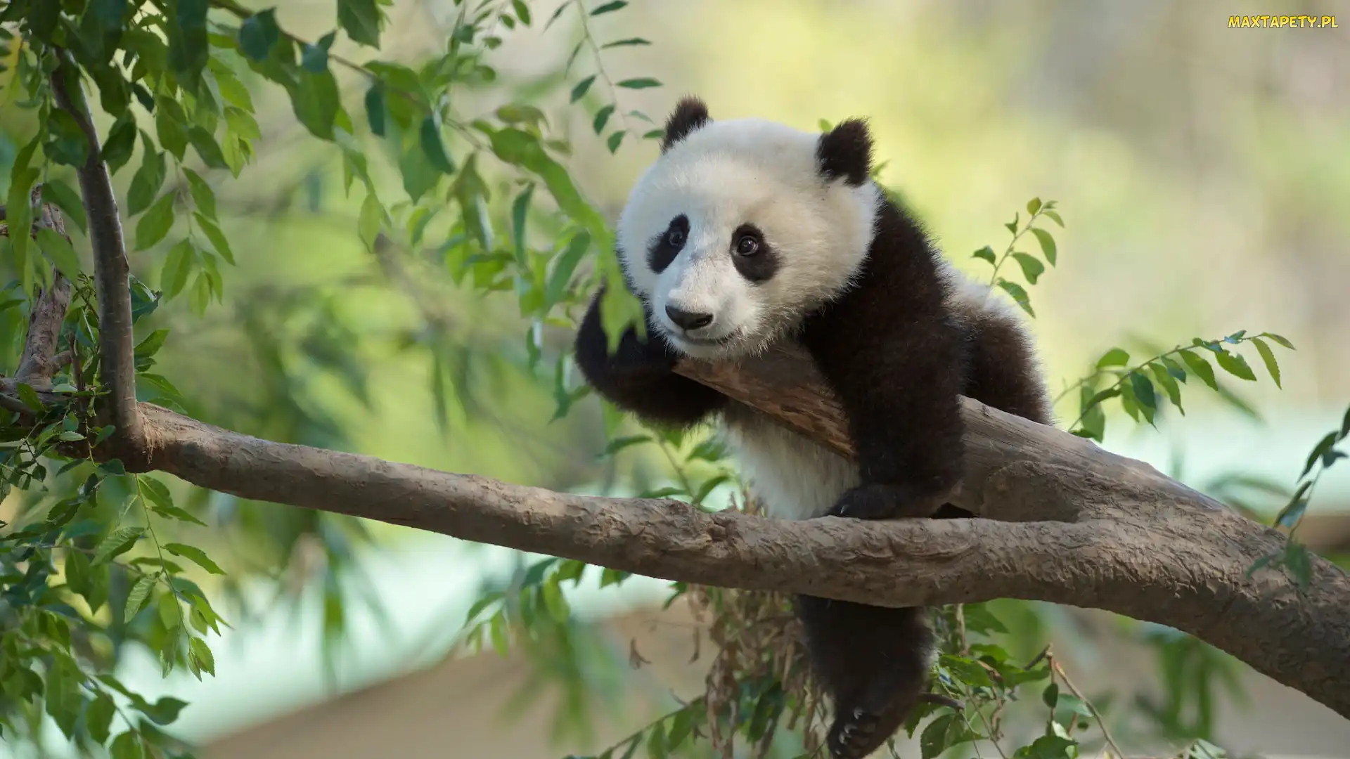 Liście, Gałęzie, Panda wielka, Drzewo