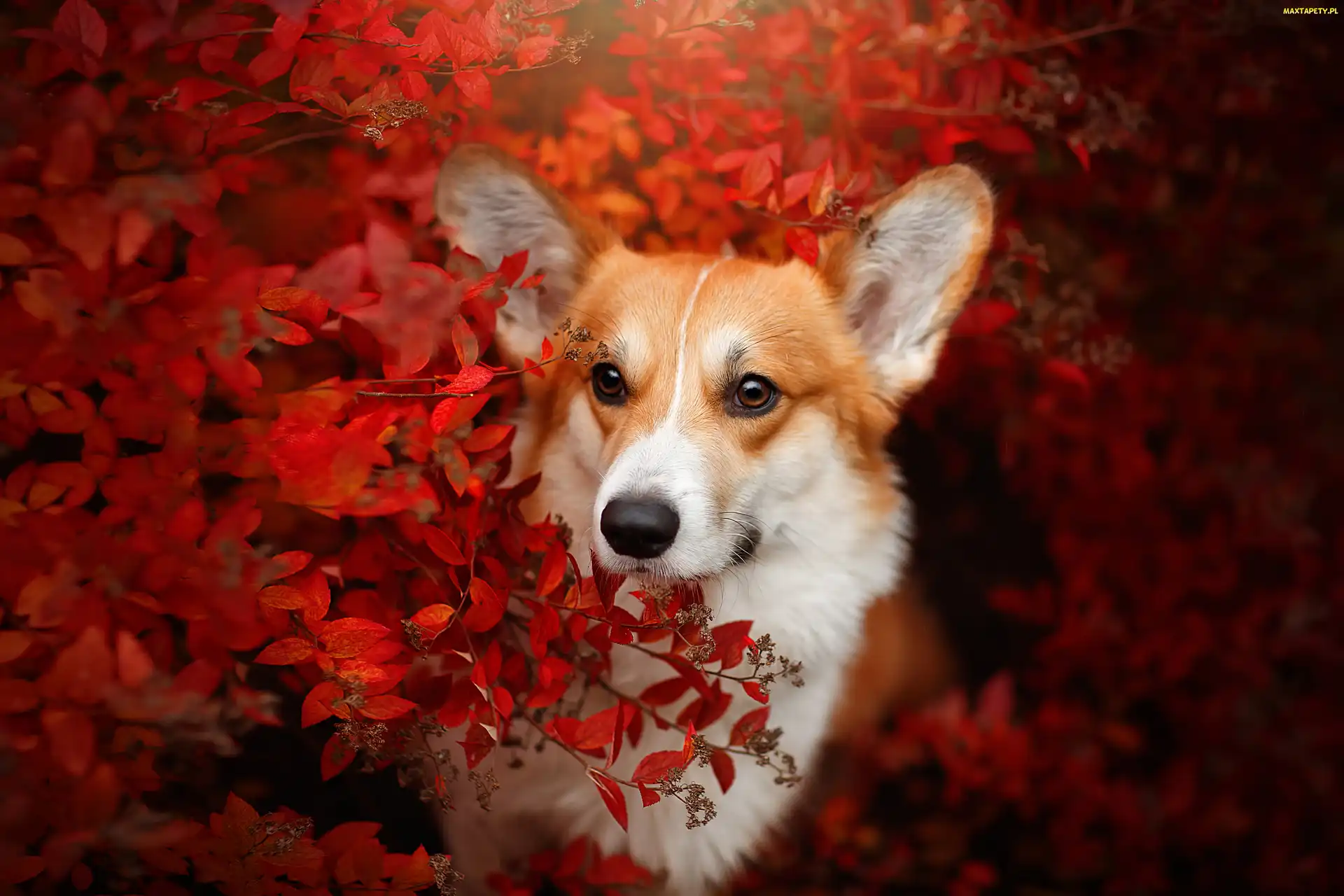 Pies, Liście, Krzew, Czerwone, Welsh corgi pembroke