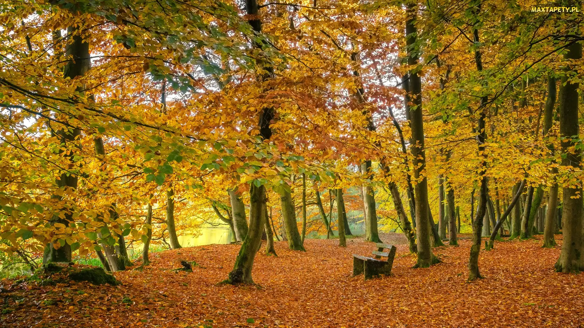 Jesień, Liście, Drzewa, Park, Ławka, Staw