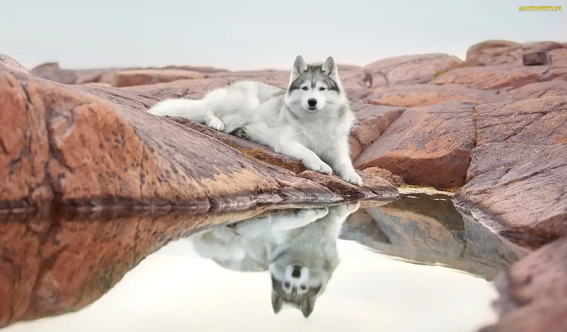 Odbicie, Woda, Pies, Leżący, Siberian husky, Skała