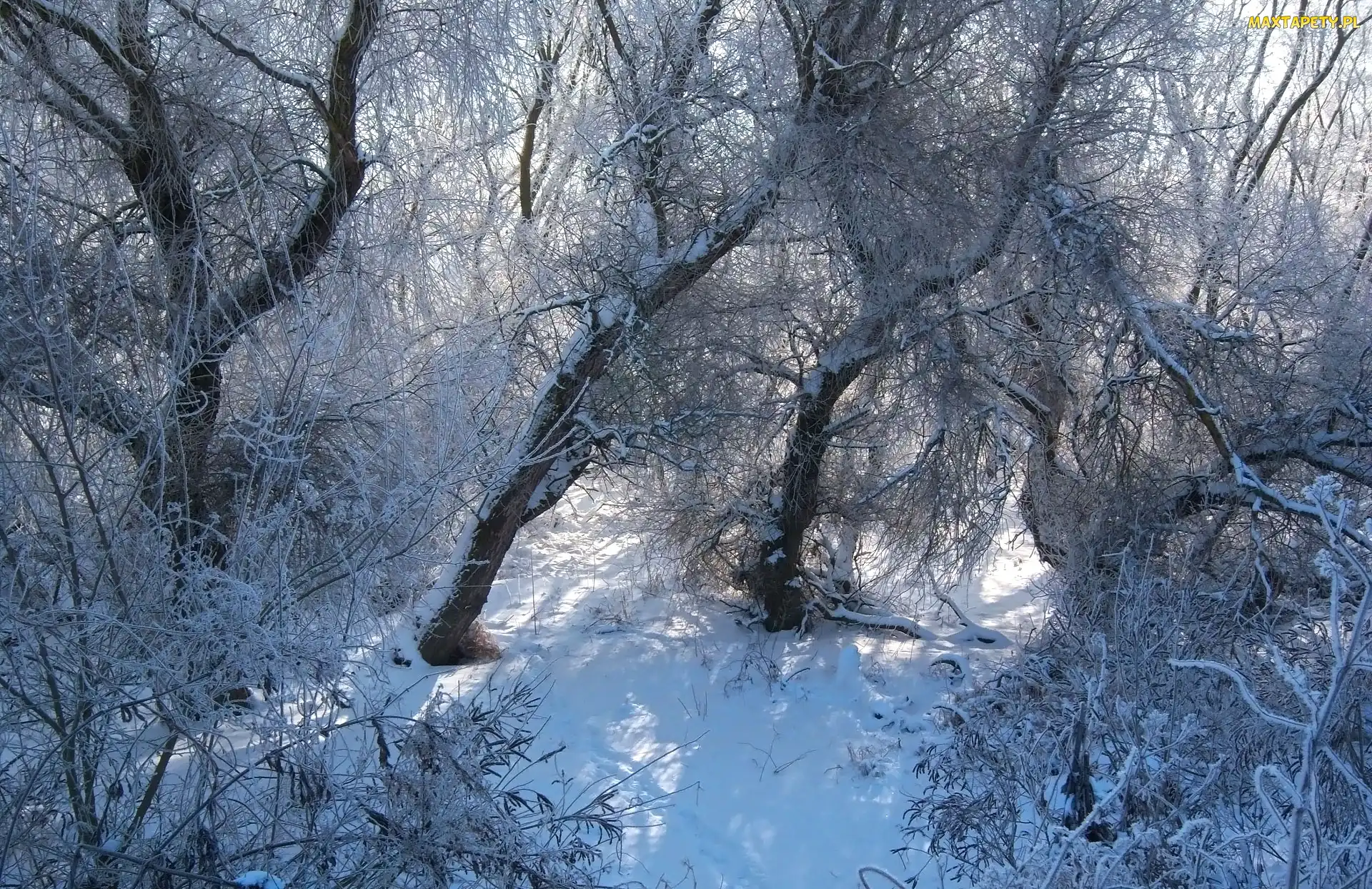 Zima, Gałęzie, Śnieg, Drzewa, Las