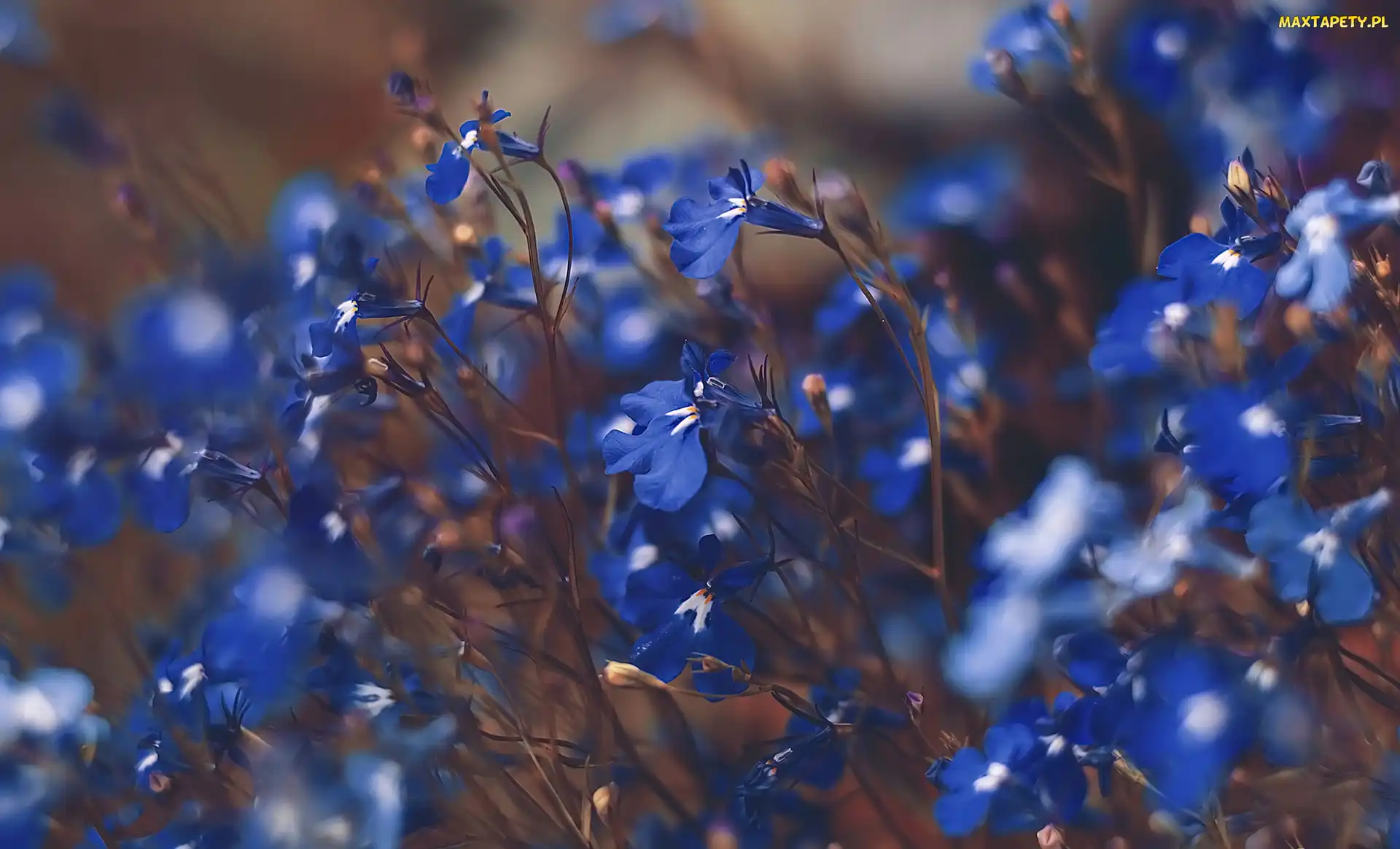 Kwiaty, Lobelia, Niebieskie