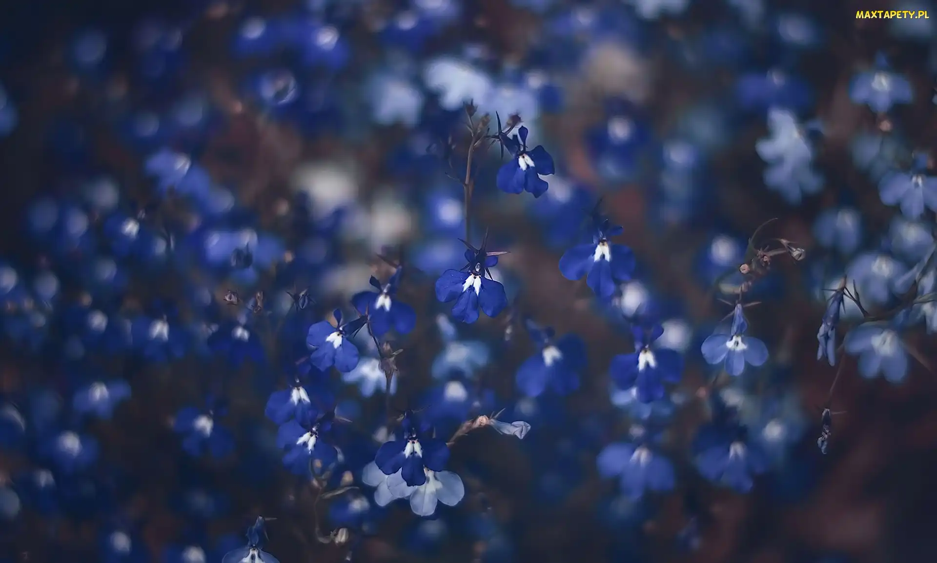 Lobelia, Kwiaty