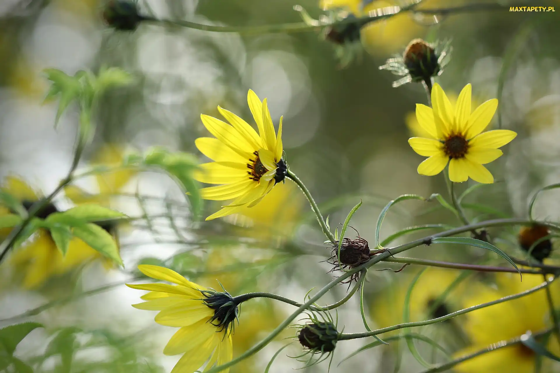 Kwiaty, Zbliżenie, Helianthus, Słonecznik ozdobny, Żółte